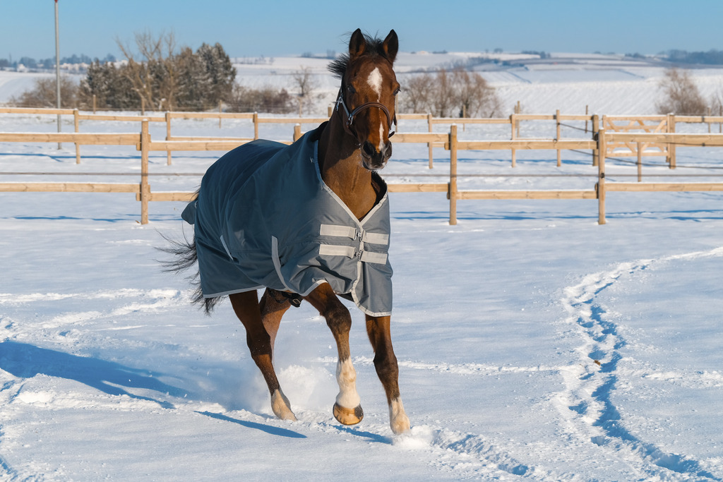 EQUITHEME 'TYREX 600D' Recycled Turnout Hästtäcke Grön 300 g - 5