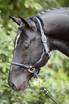 Covalliero Halter Cordano - Smoked Blue