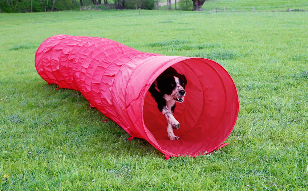 Kerbl Agility Tunnel- Red