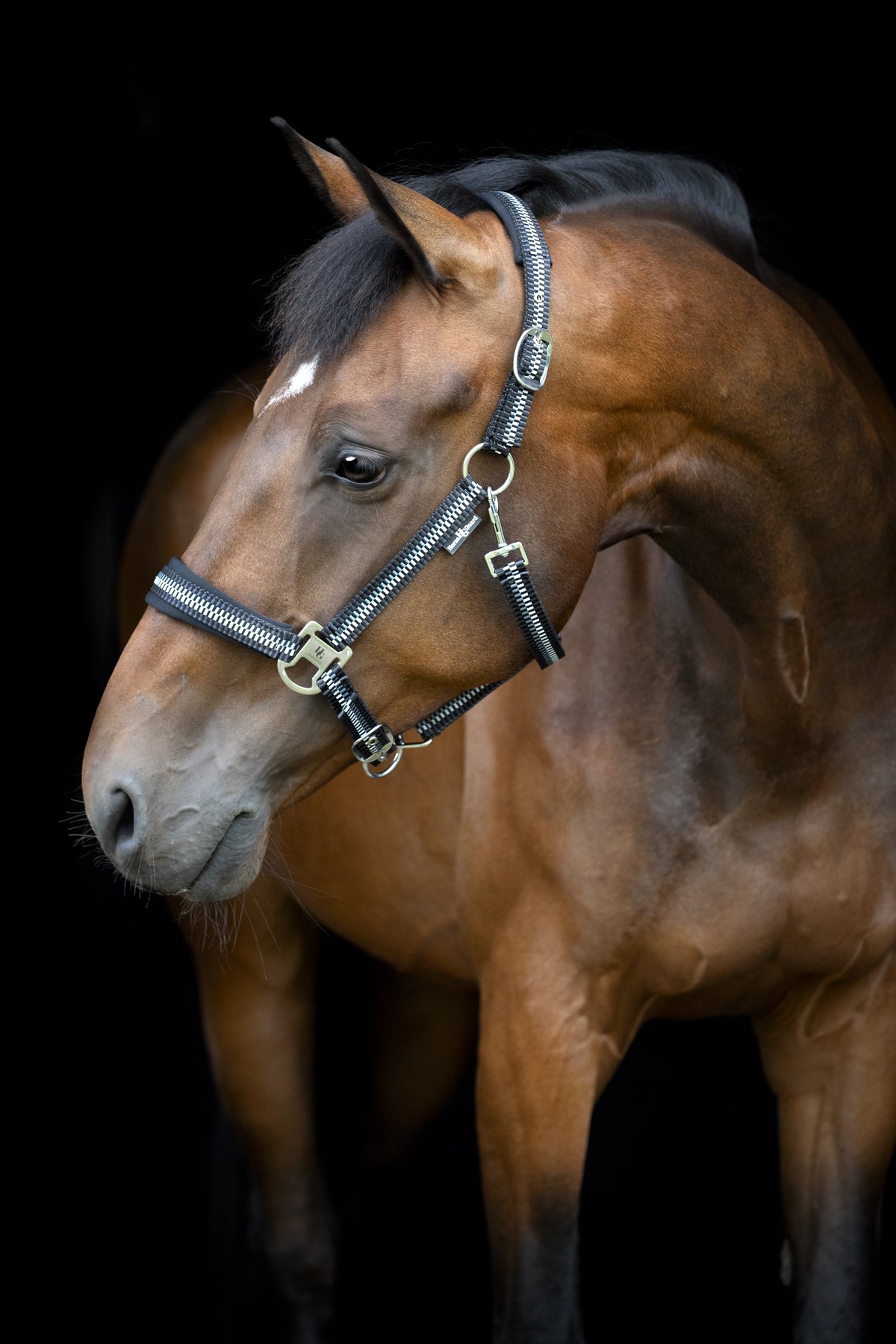 HorseGuard Horse Guard Cole halter - Asphalt - 3