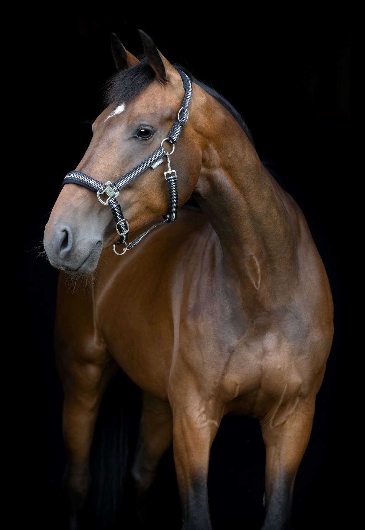 HorseGuard Horse Guard Cole halter - Asphalt - 2