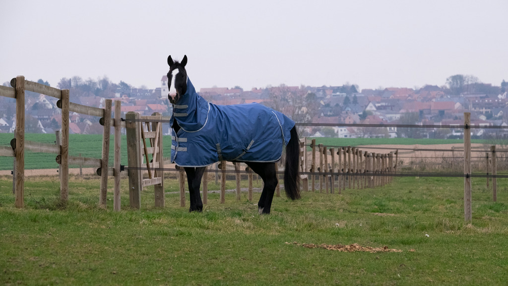 EQUITHEME 'TYREX 600D' Recycled Hals Till Hästtäcke Navy 150 g (Ponny)