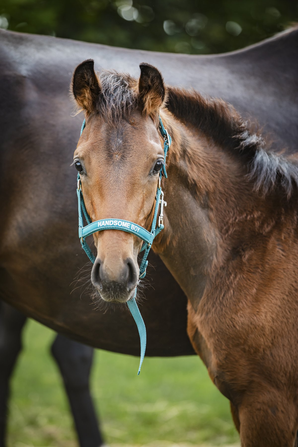 HorseGuard Horse Guard Malva foal halter "Handsome Boy" - Arctic - 2