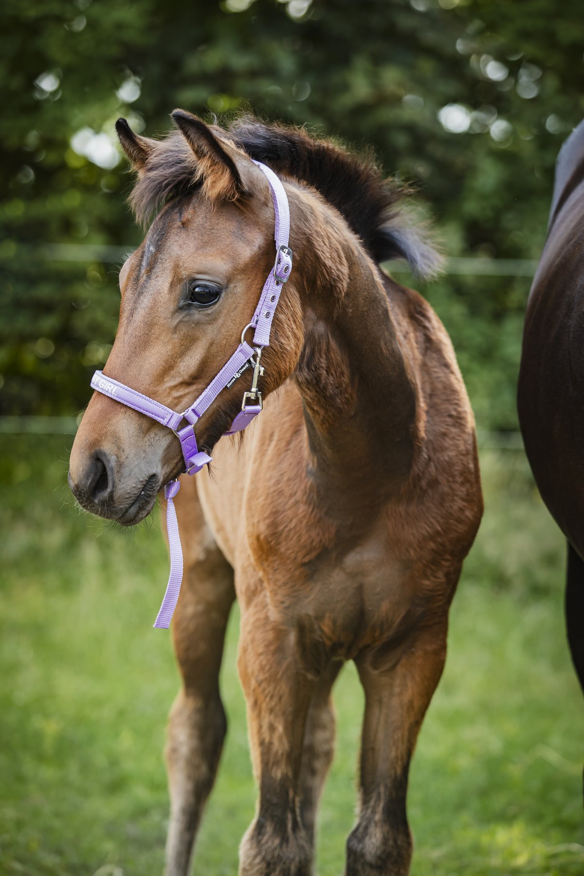 HorseGuard Horse Guard Malva foal halter "Pretty Girl" - Lavender - 2