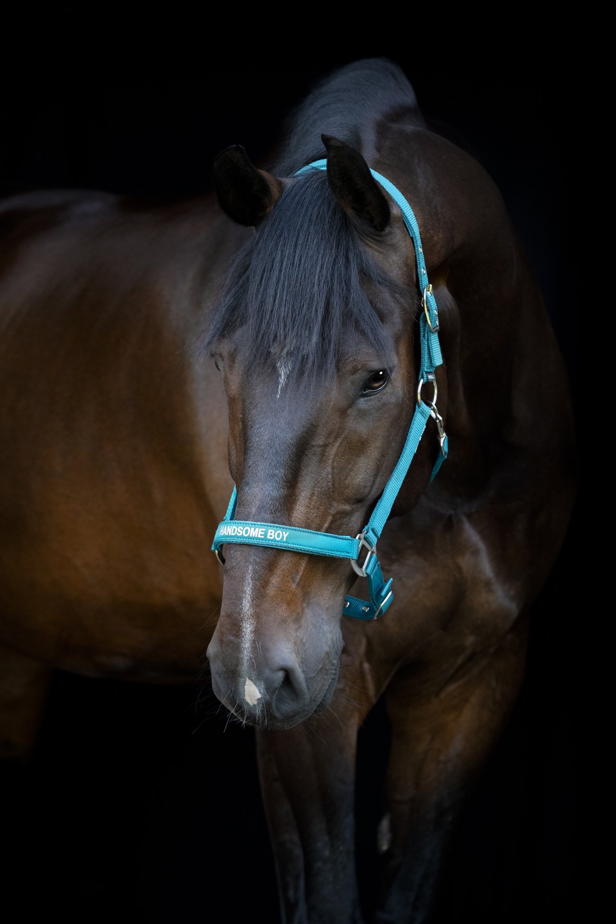 HorseGuard Horse Guard Malva riimunaru "Handsome Boy" - Arctic - 3