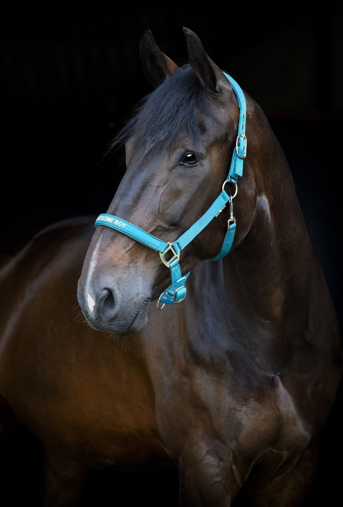 HorseGuard Horse Guard Malva riimunaru "Handsome Boy" - Arctic - 2