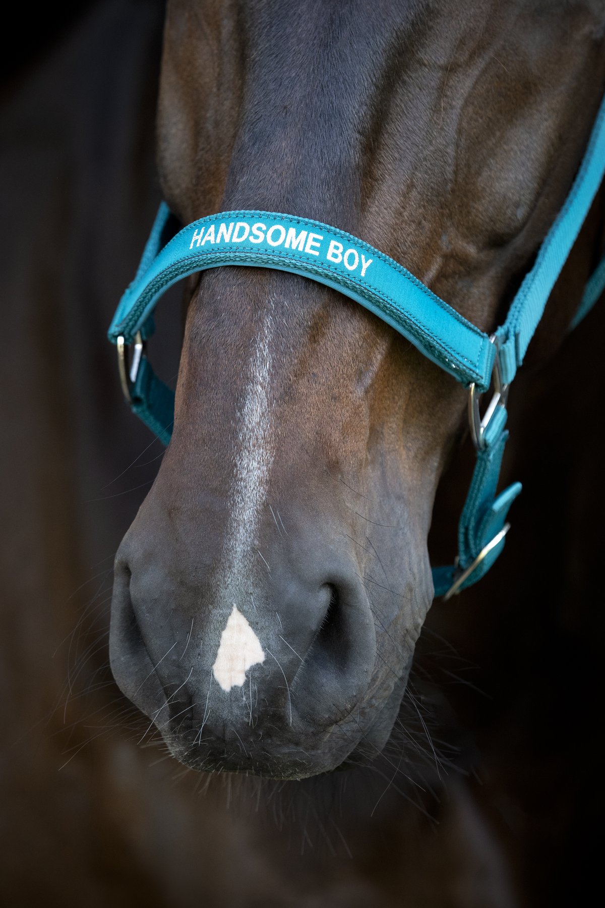 HorseGuard Horse Guard Malva riimunaru "Handsome Boy" - Arctic - 4