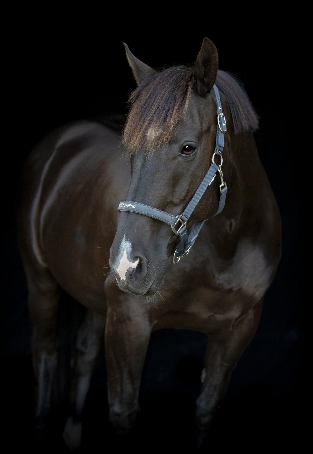 HorseGuard Horse Guard Malva halter "My Best Friend" - Asphalt - 3