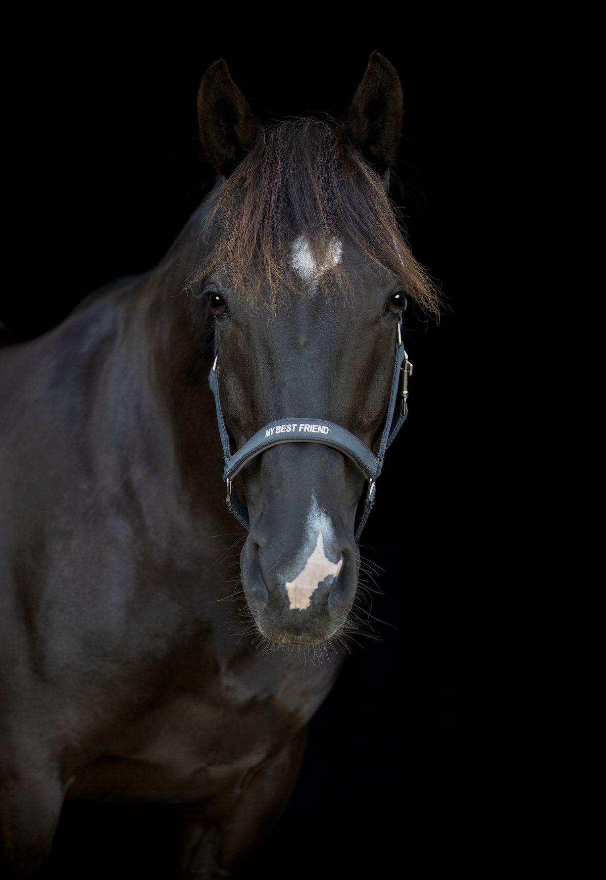 HorseGuard Horse Guard Malva halter "My Best Friend" - Asphalt - 4