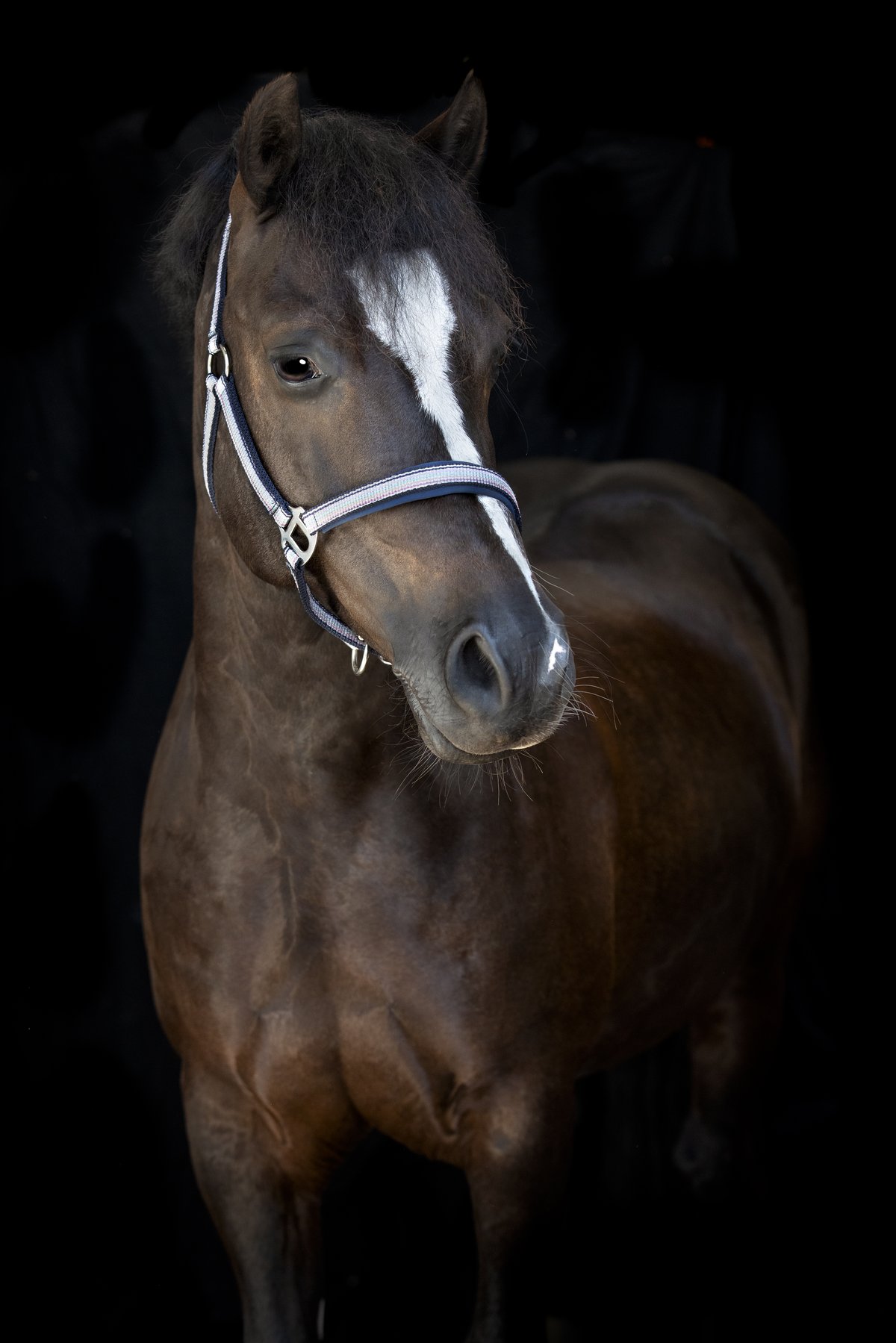 HorseGuard Horse Guard Mascha halter - Aster Purple - 3