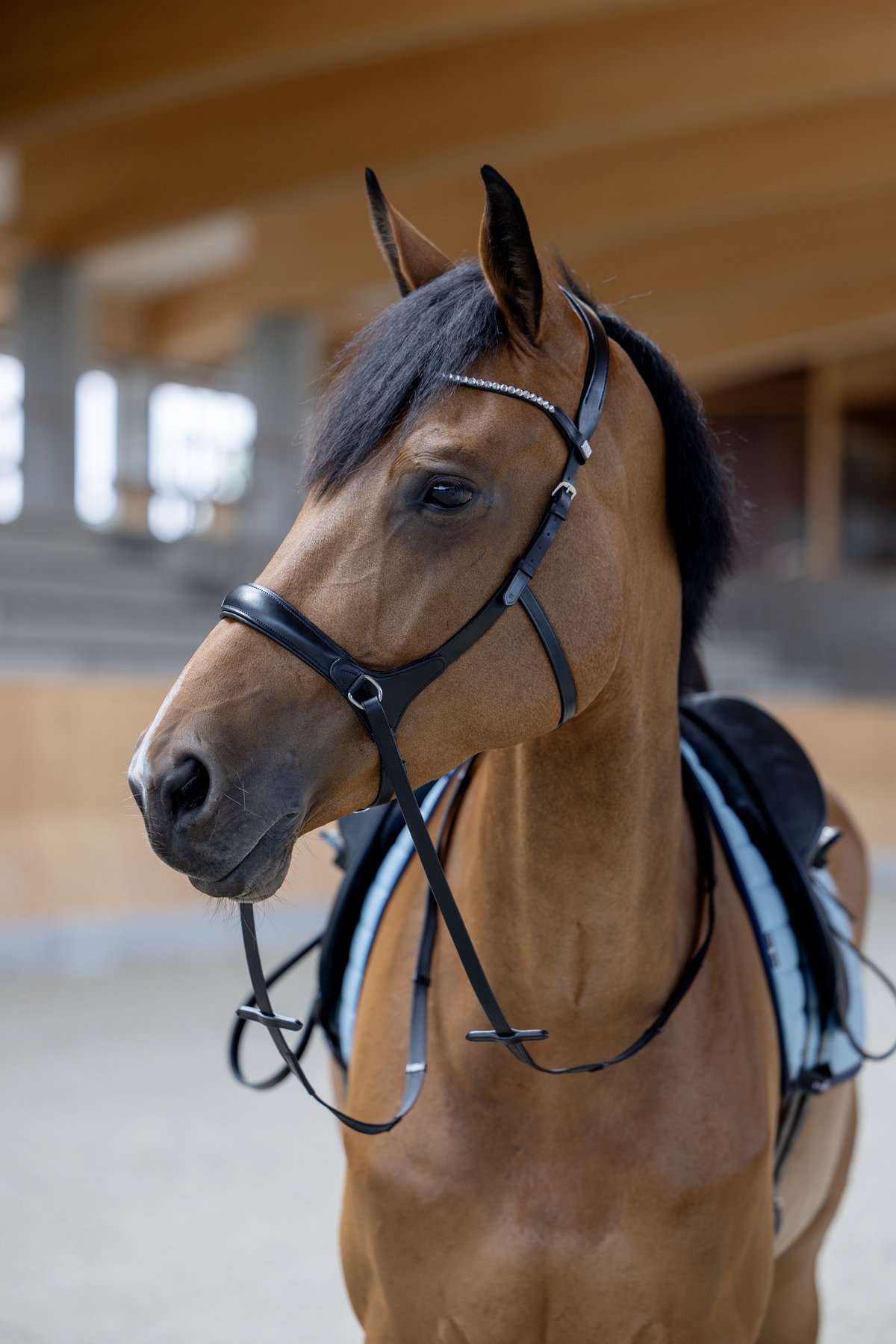 HorseGuard Horse Guard suolaton päitset - Black - 5