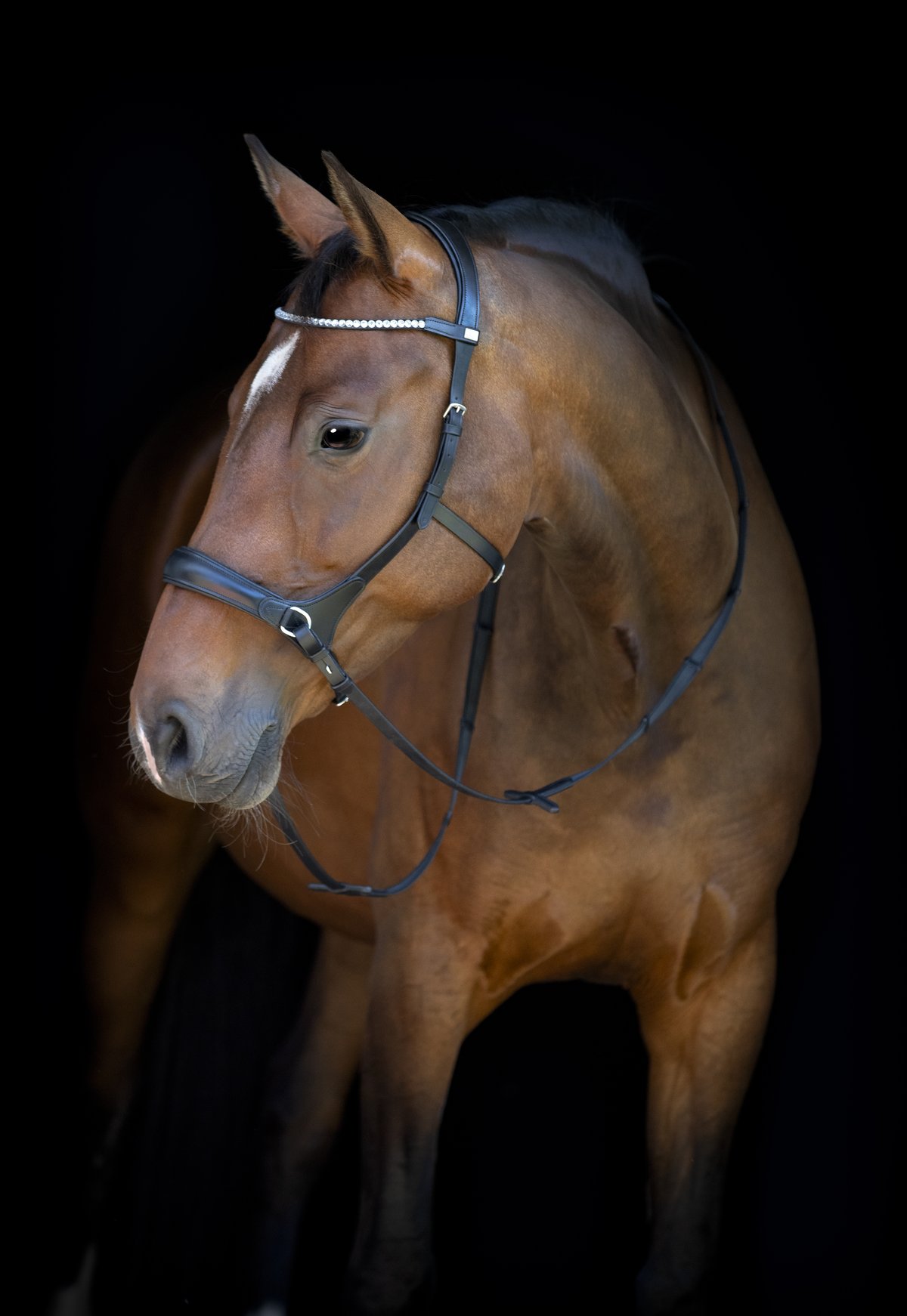 HorseGuard Horse Guard suolaton päitset - Black - 3
