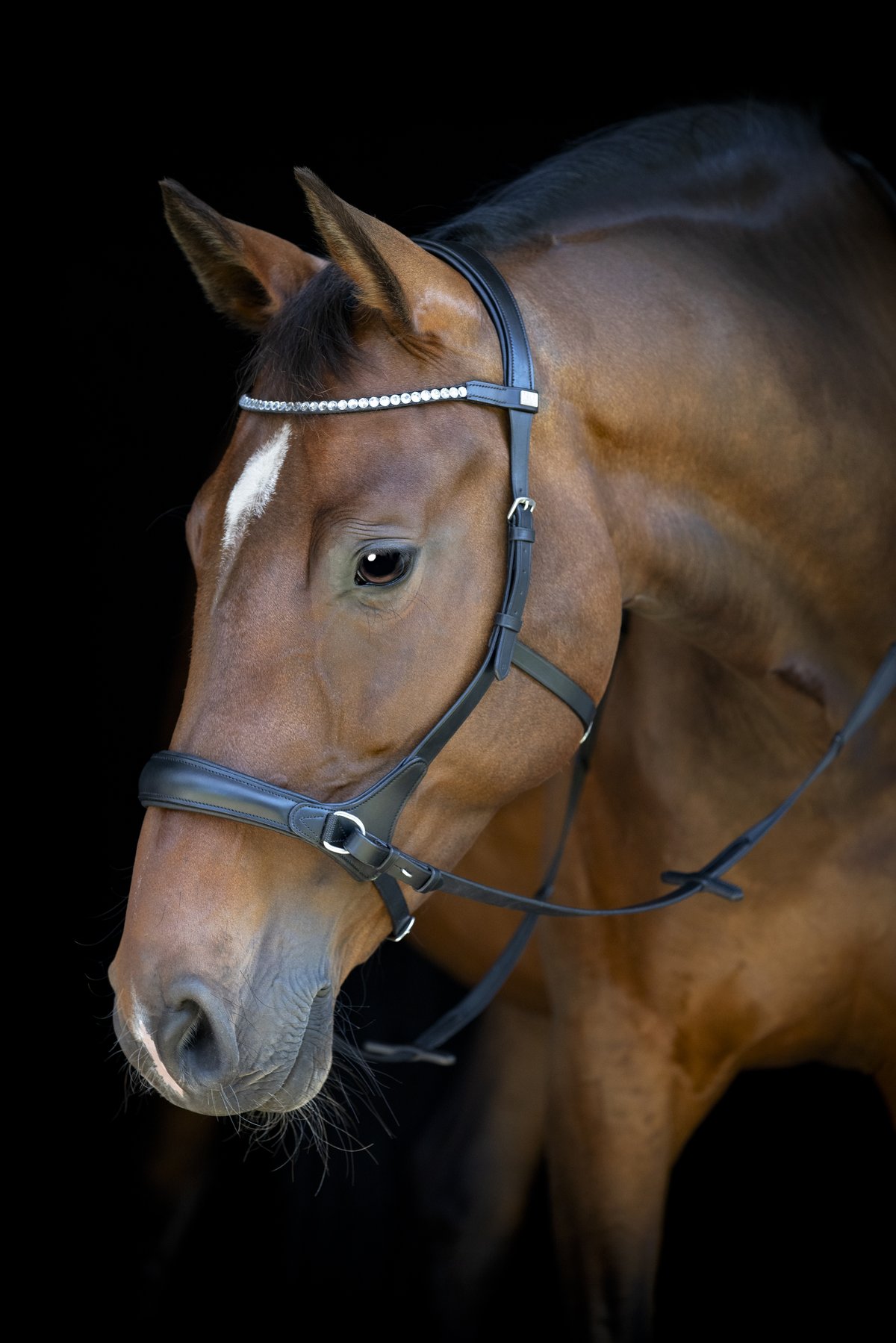 HorseGuard Horse Guard suolaton päitset - Black - 4