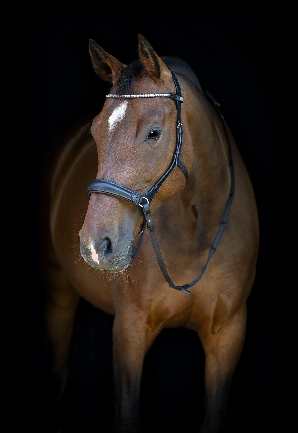 HorseGuard Horse Guard suolaton päitset - Black - 2