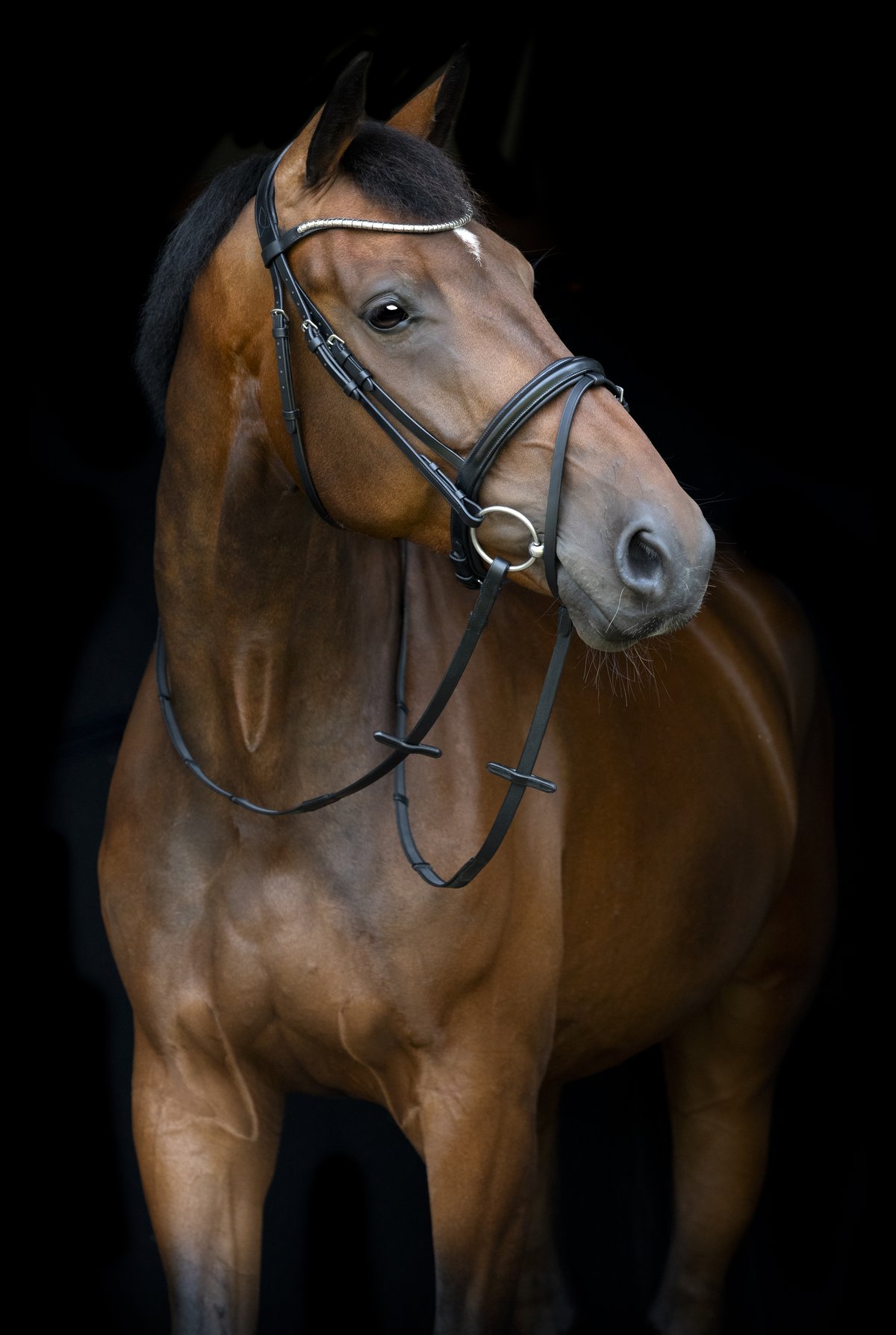 HorseGuard Horse Guard Emi 26.1 päitset yhdistetyllä nenäremmillä - Black - 2