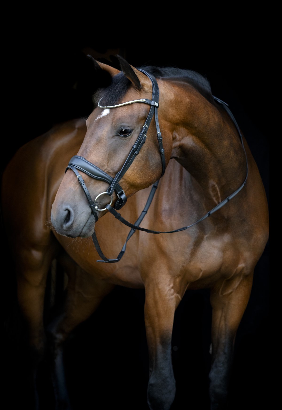 HorseGuard Horse Guard Cryll 26.1 flash & pullback -päitset - Black - 4