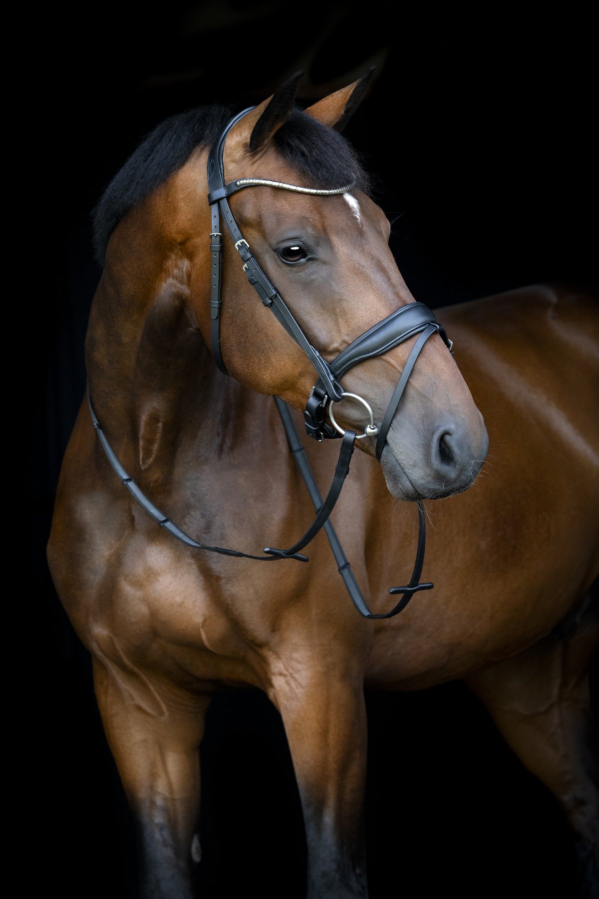 HorseGuard Horse Guard Cryll 26.1 flash & pullback -päitset - Black - 2