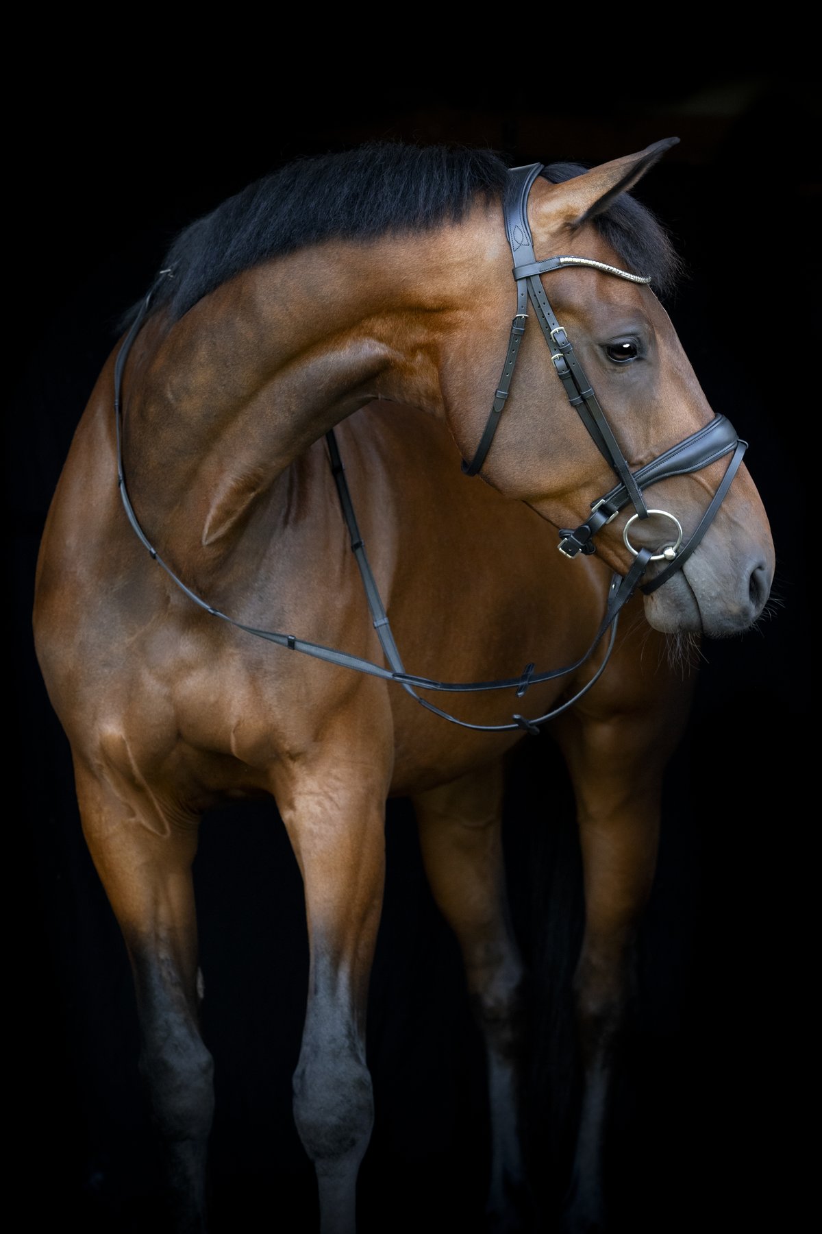 HorseGuard Horse Guard Cryll 26.1 flash & pullback -päitset - Black - 3