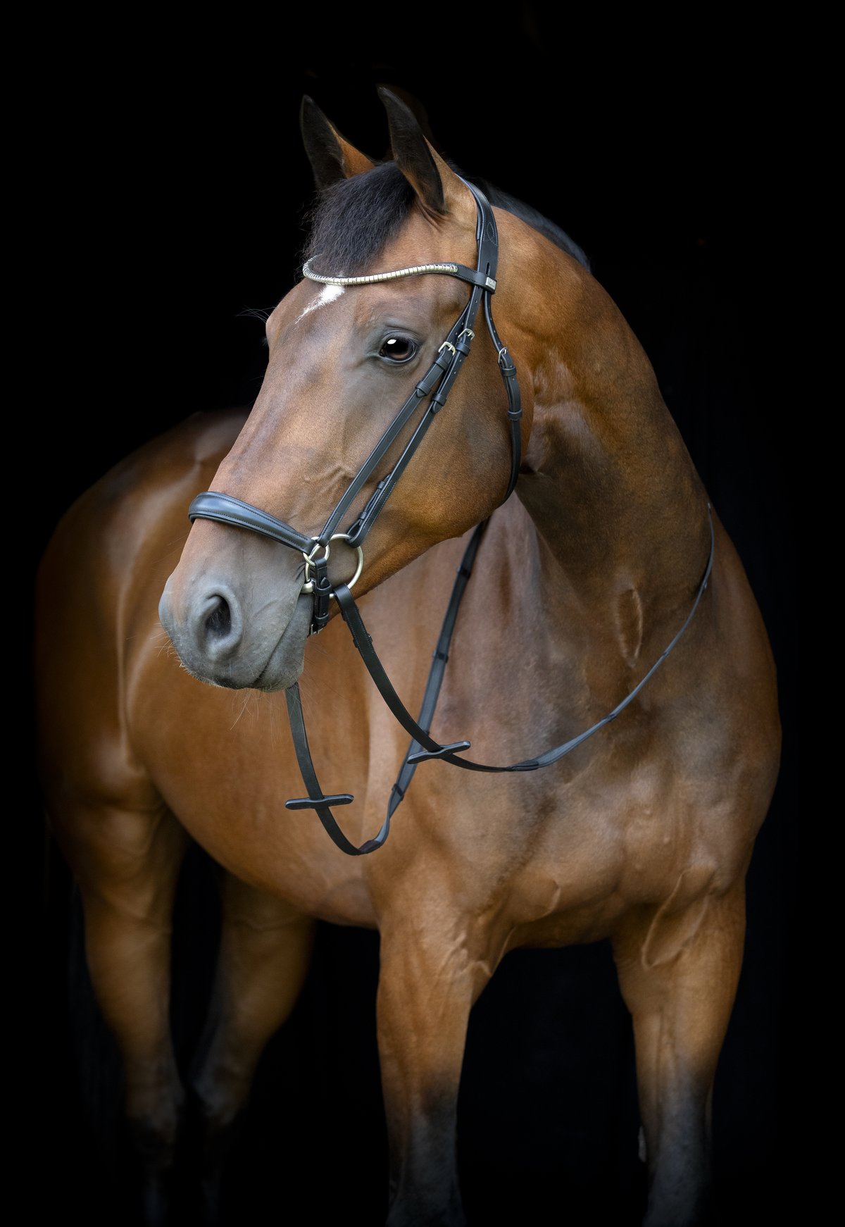 HorseGuard Horse Guard Cryll 26.1 päitset pudottava nenäremmi - Black - 4