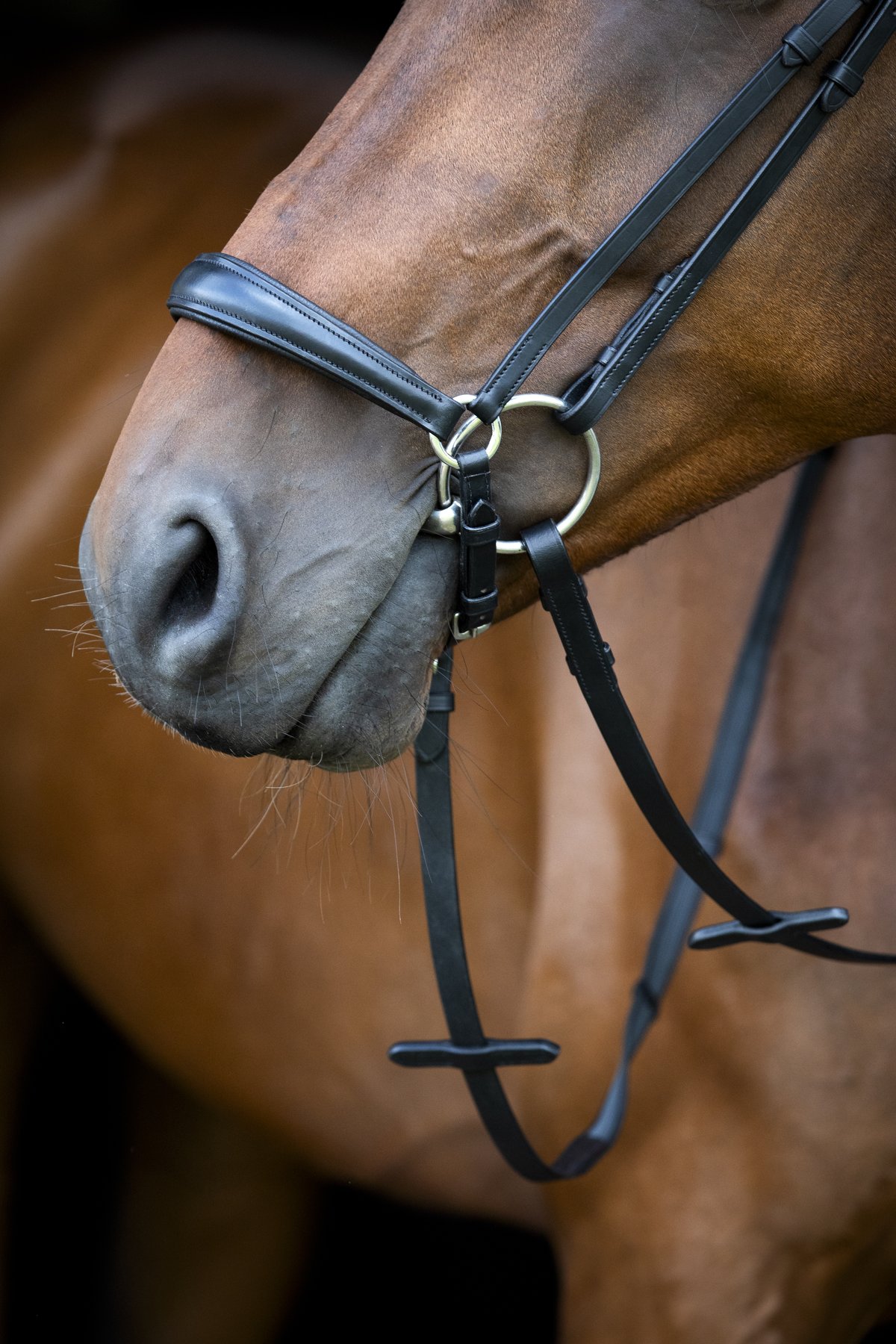 HorseGuard Horse Guard Cryll 26.1 päitset pudottava nenäremmi - Black - 3