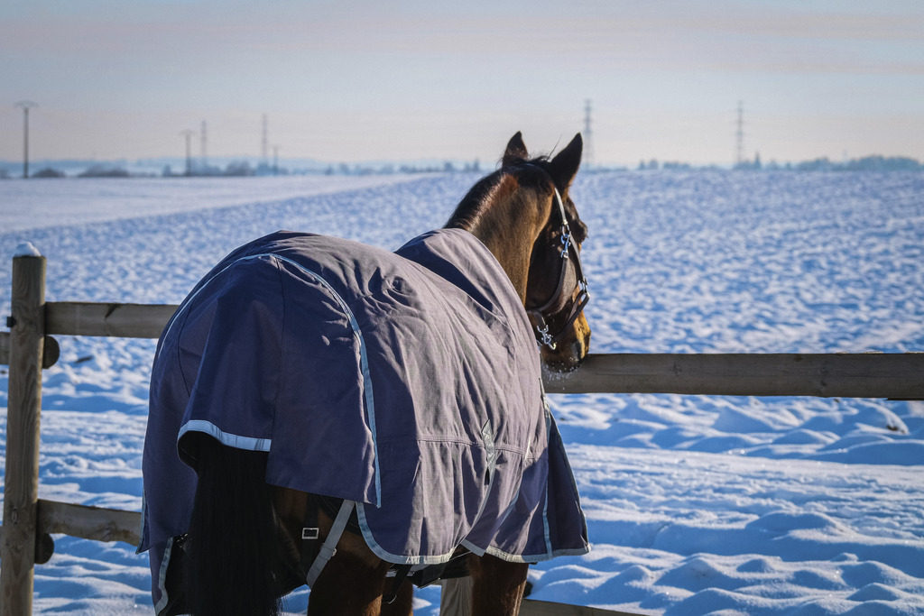 EQUITHEME 'TYREX 1200D' Recycled Turnout Rug Taupe 300 g - 9