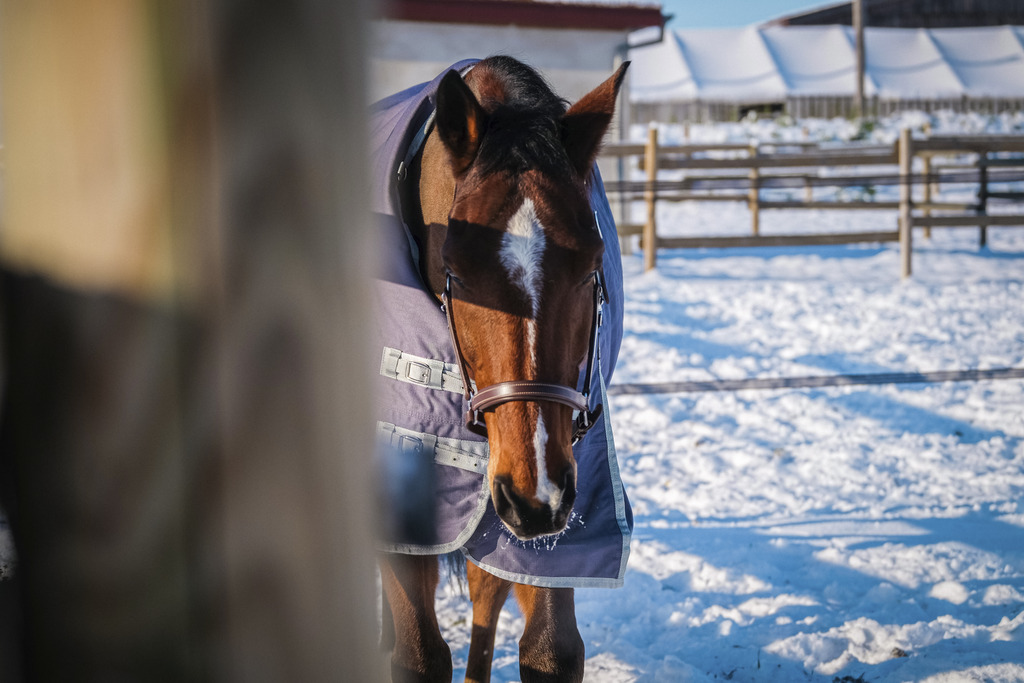EQUITHEME 'TYREX 1200D' Recycled Turnout Rug Taupe 300 g - 2