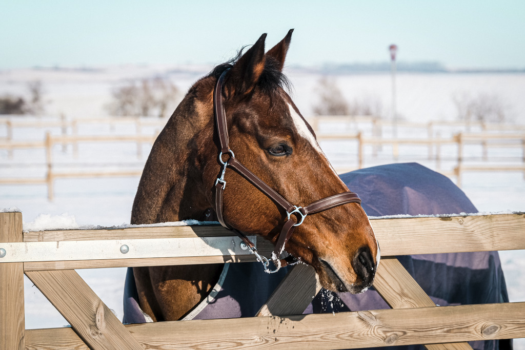 EQUITHEME 'TYREX 1200D' Recycled Turnout Rug Taupe 300 g - 7