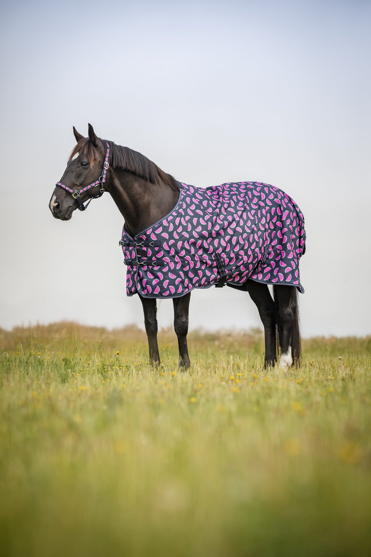 HorseGuard Horse Guard Melon halter - Navy - 3