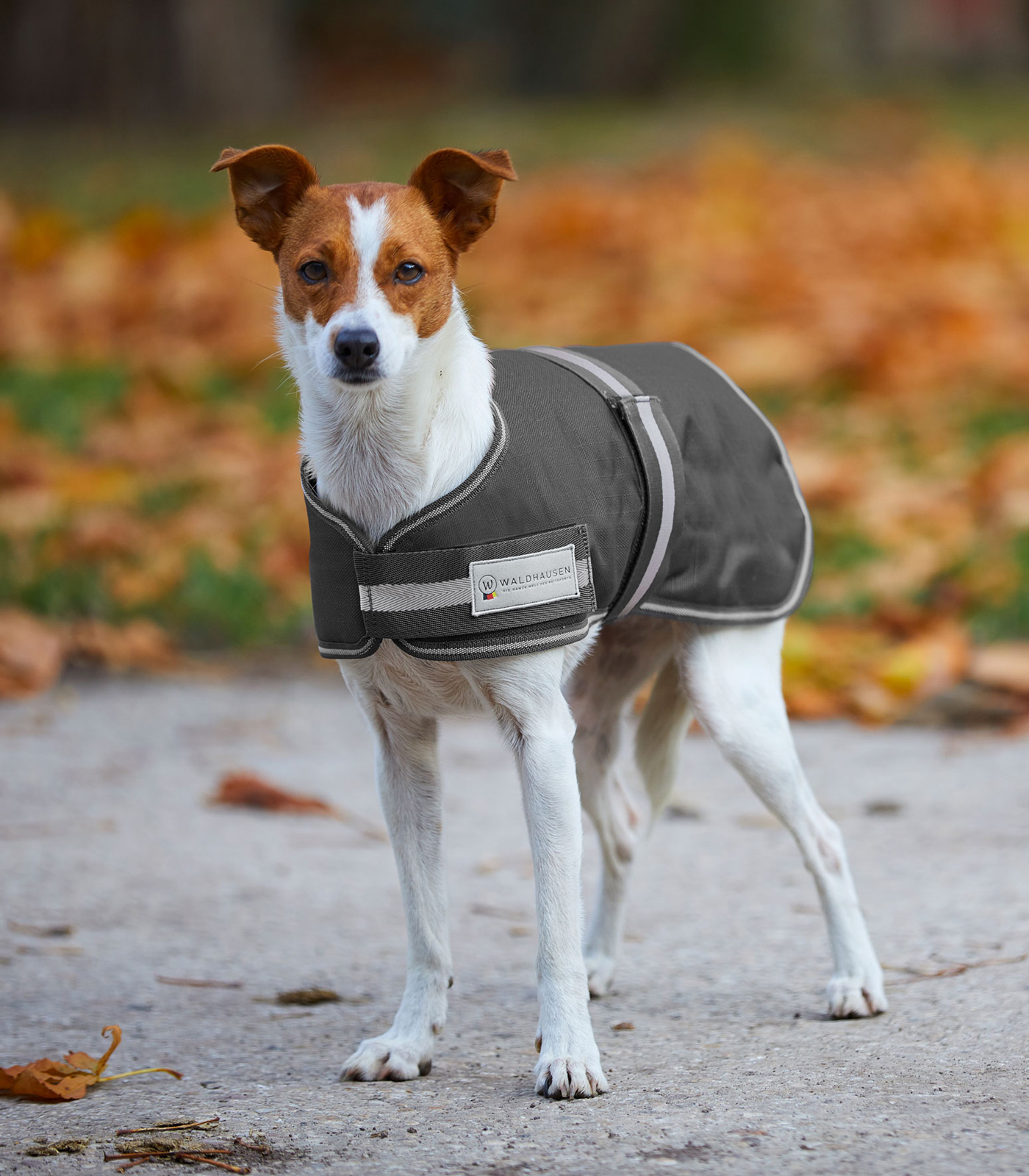 Waldhausen COMFORT Dog Coat, 200 g asphalt