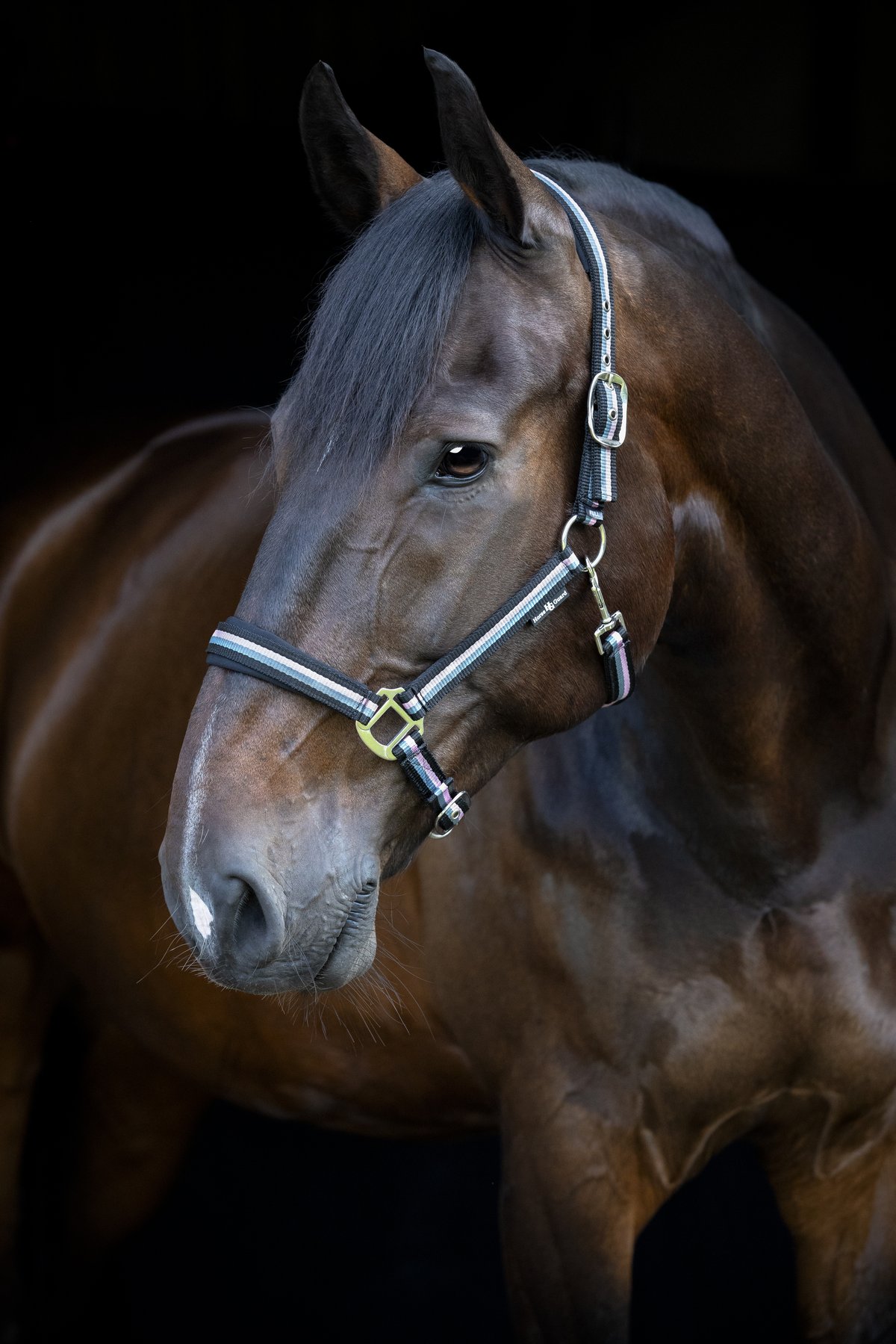 HorseGuard Horse Guard stribed halter - Black - 3