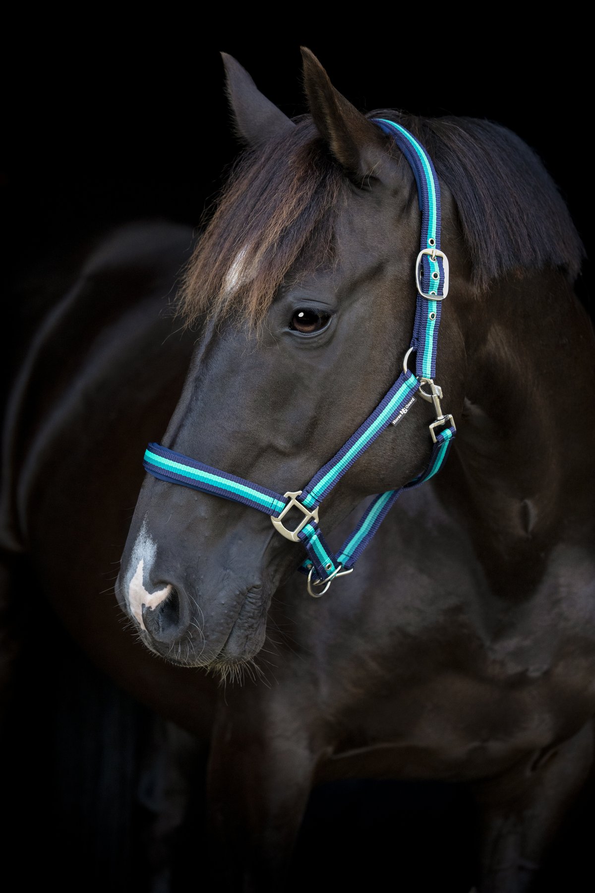 HorseGuard Horse Guard stribed halter - Navy - 2