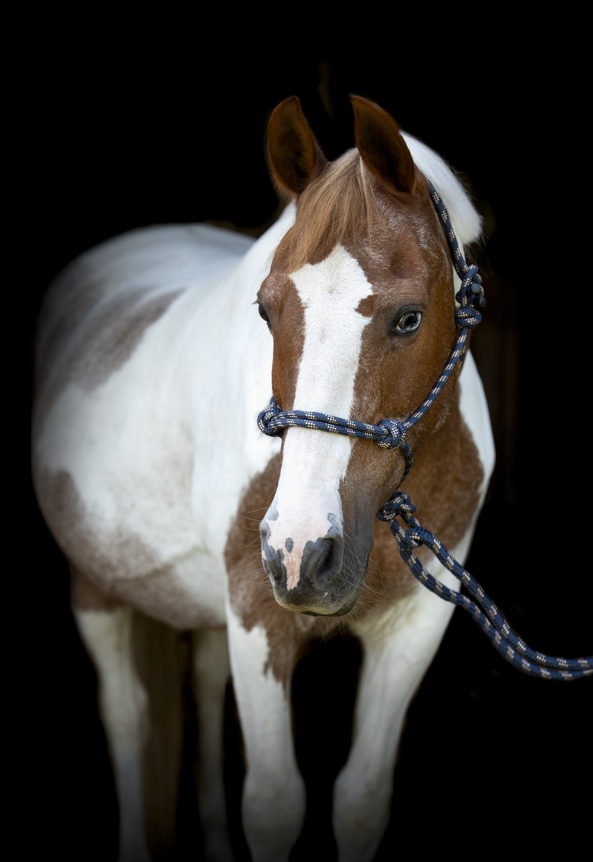 HorseGuard Rope halter with lead - Navy - 3
