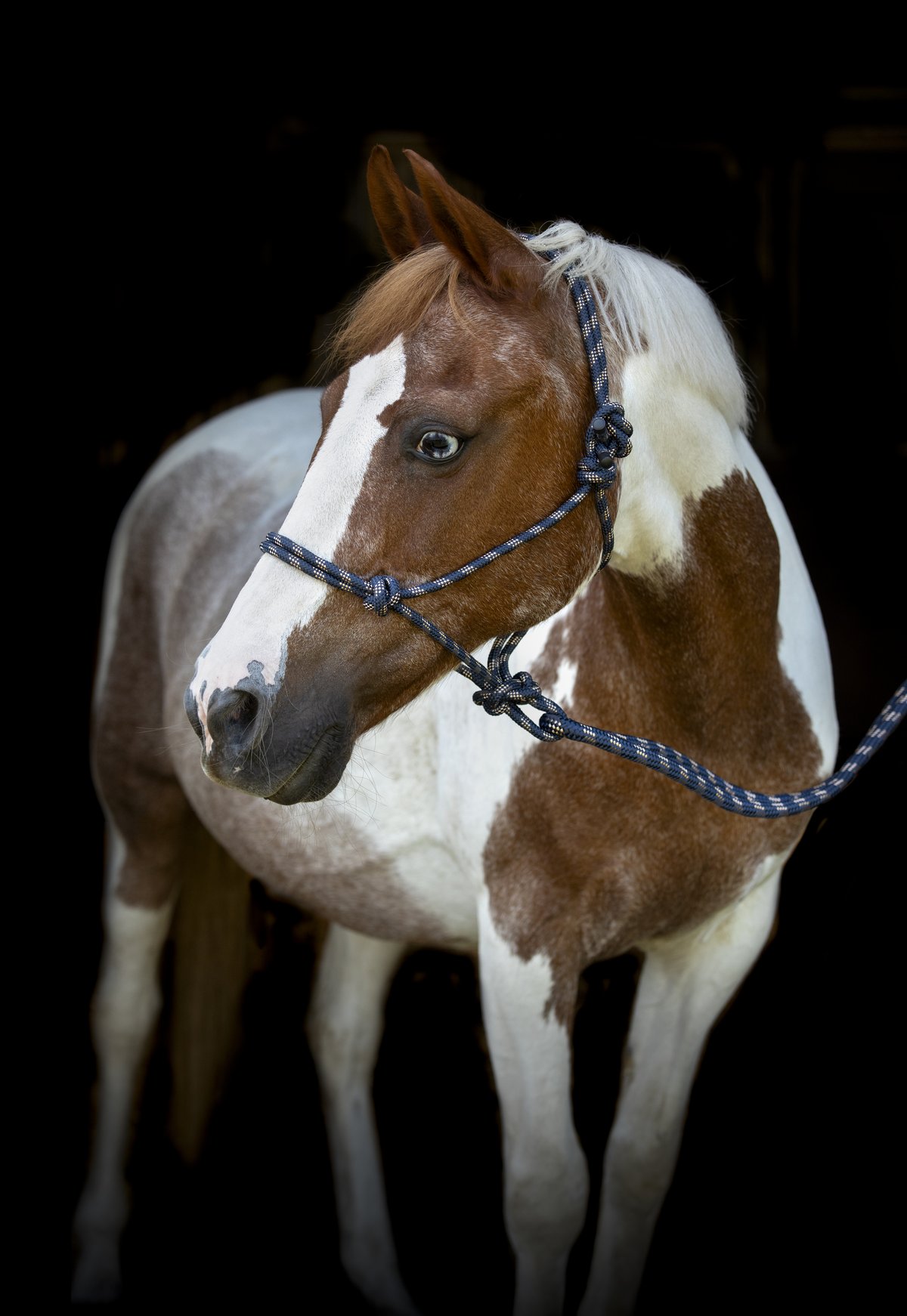 HorseGuard Rope halter with lead - Navy - 2
