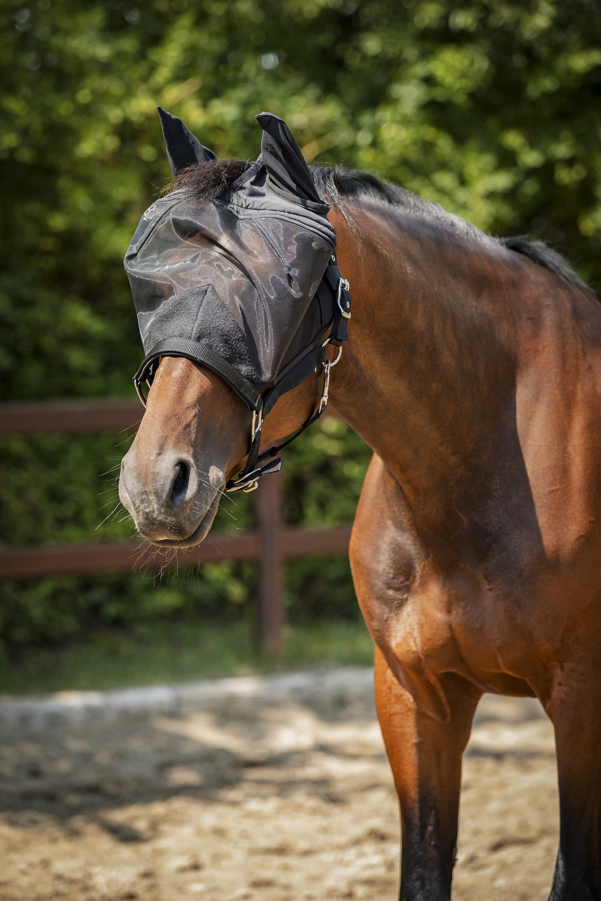 HorseGuard Horseguard Insect halter with mesh - Black - 2