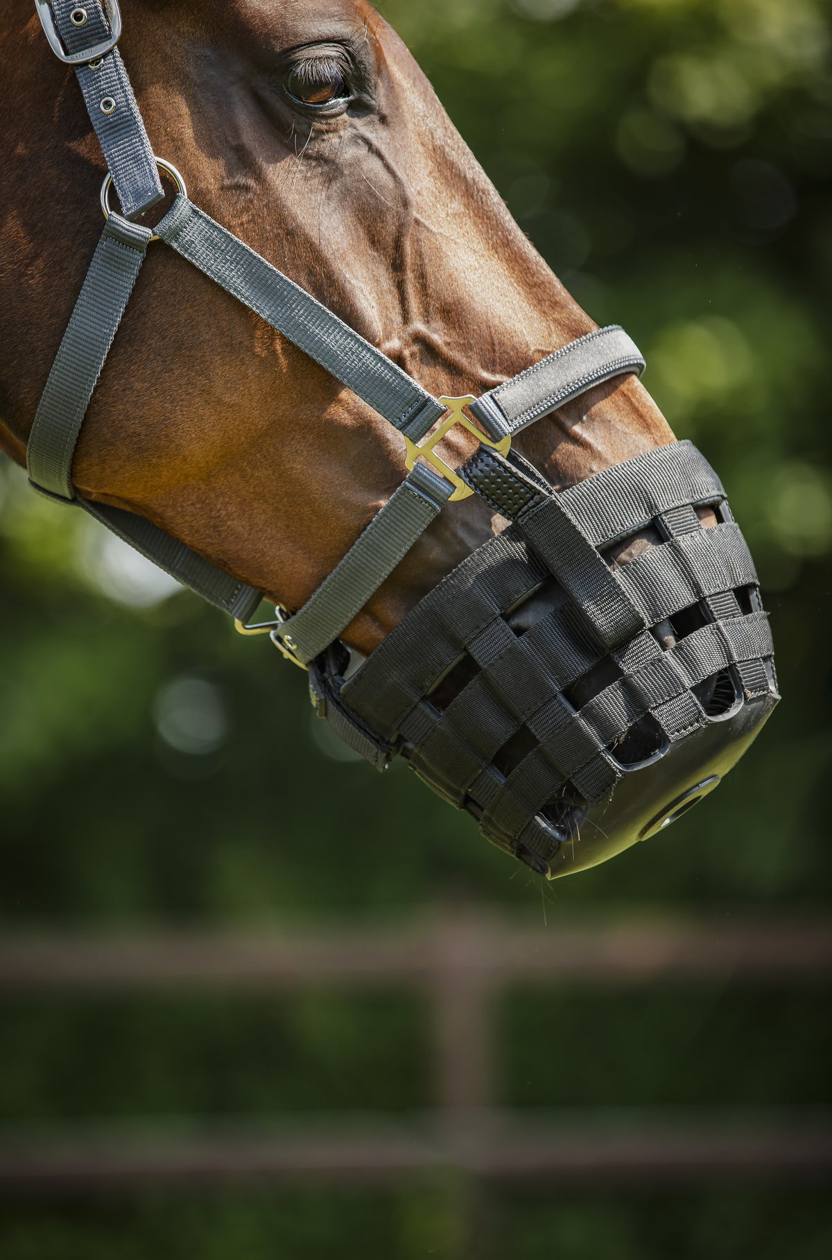 HorseGuard Gras reducer for halter - Black - 4