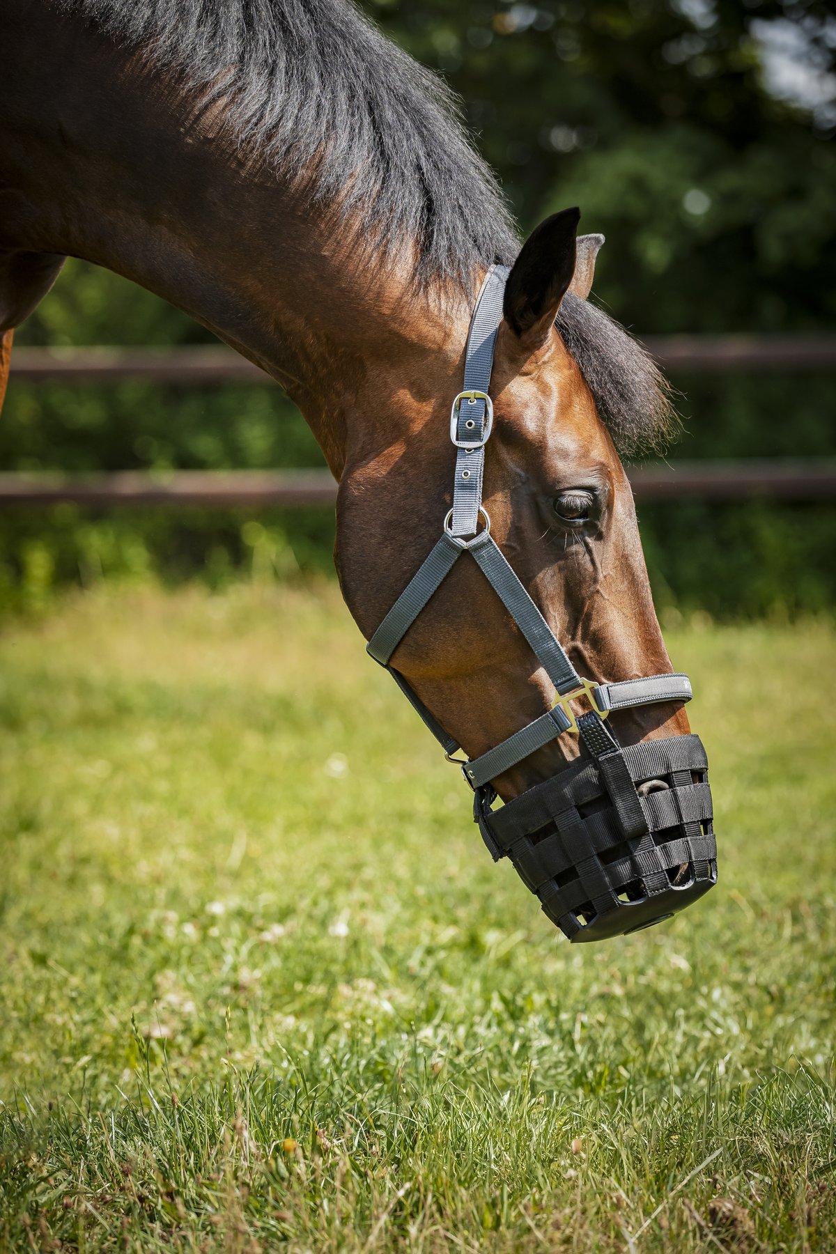 HorseGuard Gras reducer for halter - Black - 2