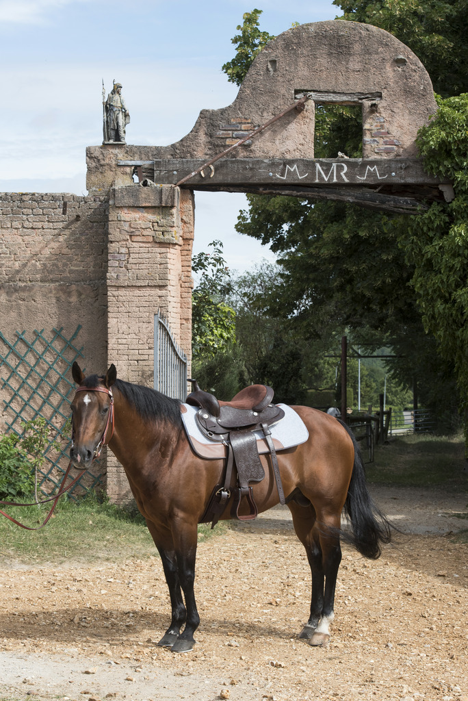 WESTRIDE 16 Mm Felt Westernpad Grå - 4