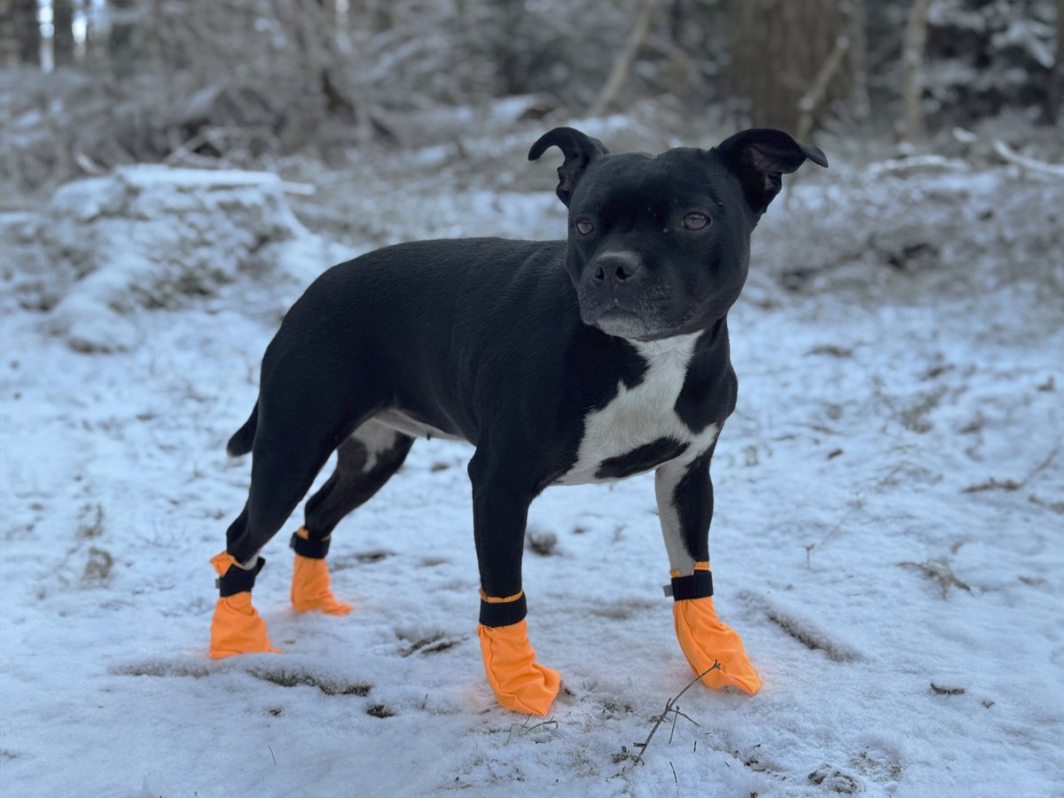 Companion dog socks - Orange - 2