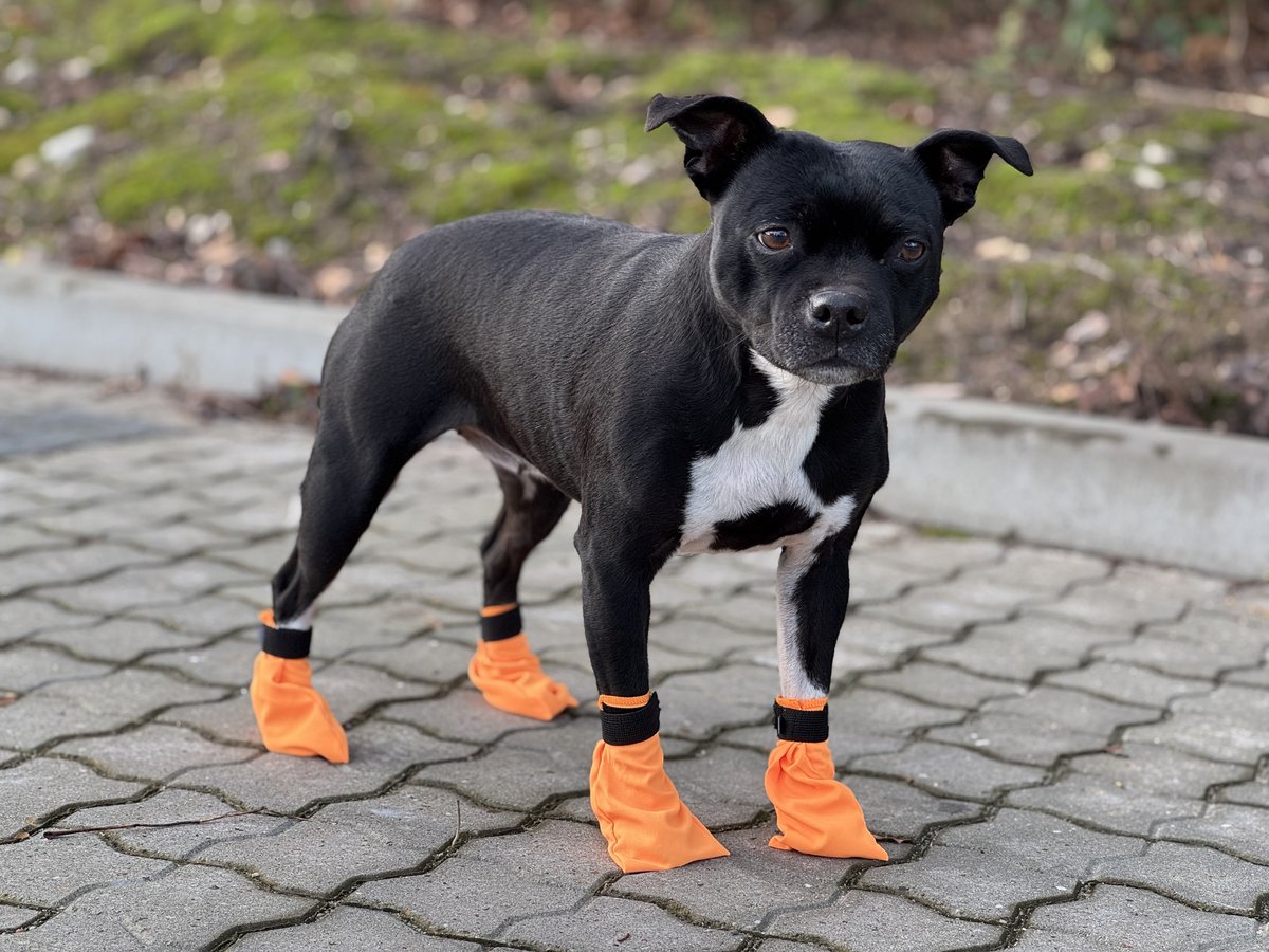 Companion dog socks - Orange - 3