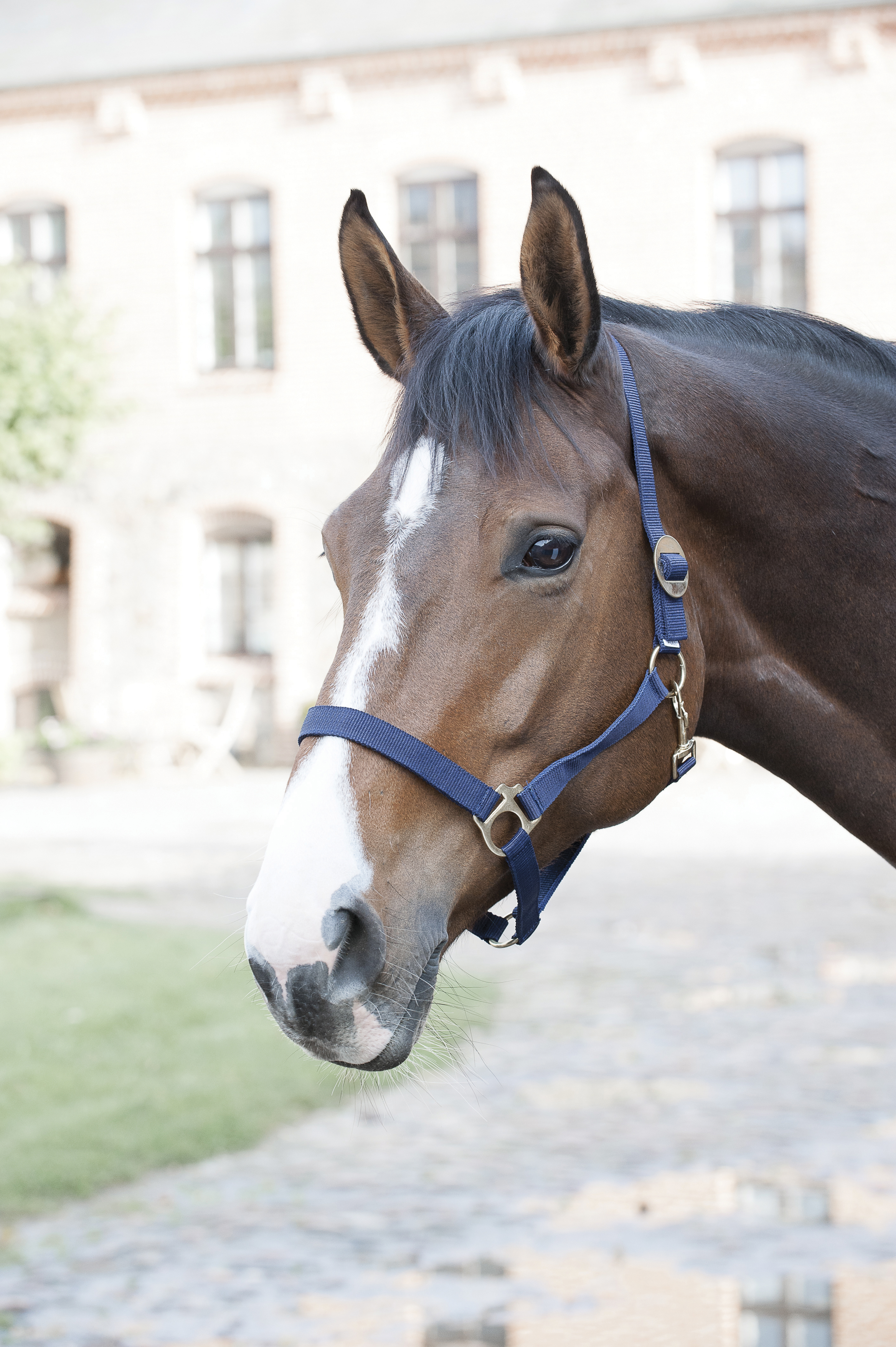 HorseGuard Nylonriimu - Musta - 2
