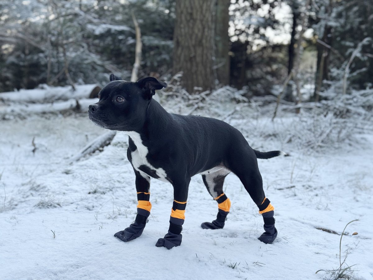 Companion dog booties - Black - 2
