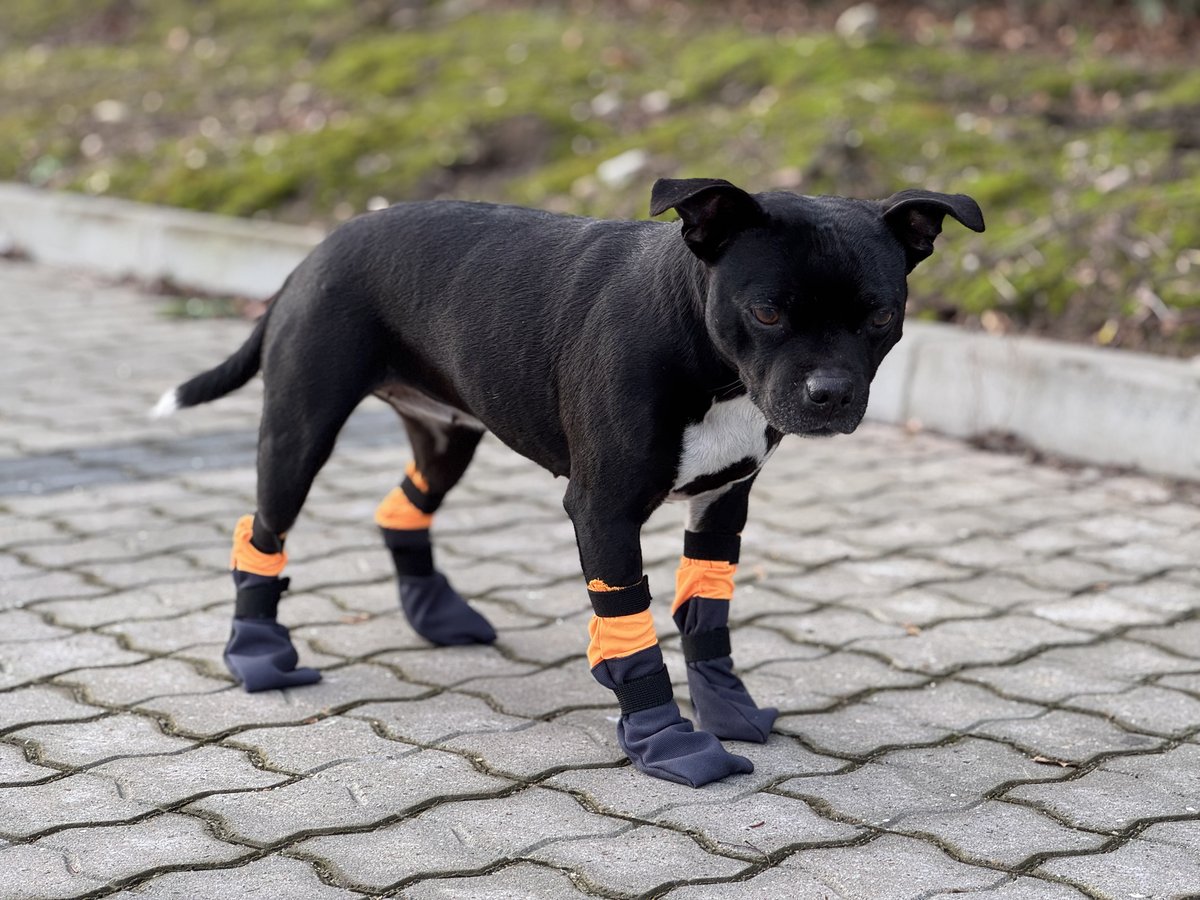 Companion dog booties - Black - 3