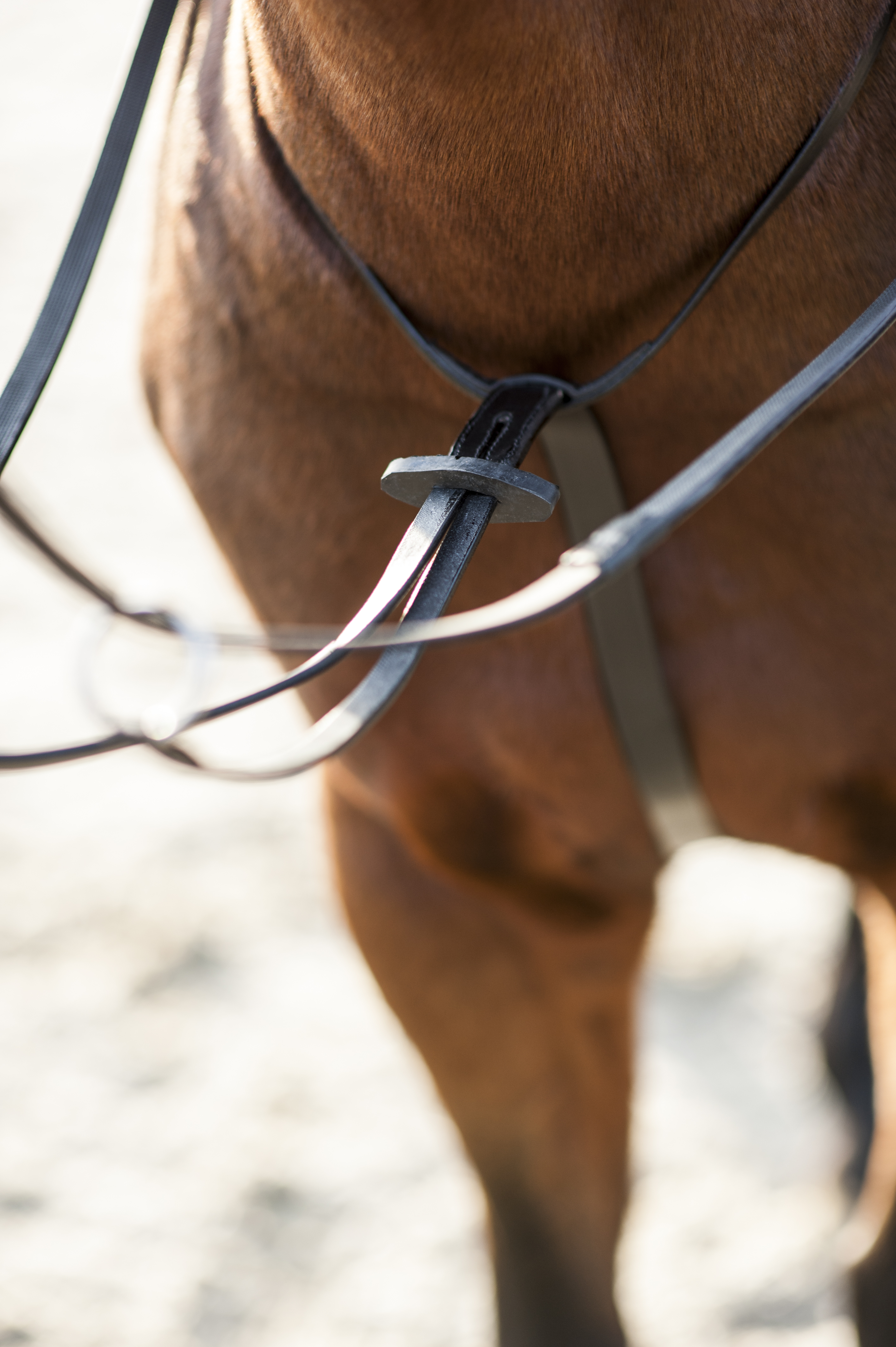 HorseGuard Martingale - Black - 2