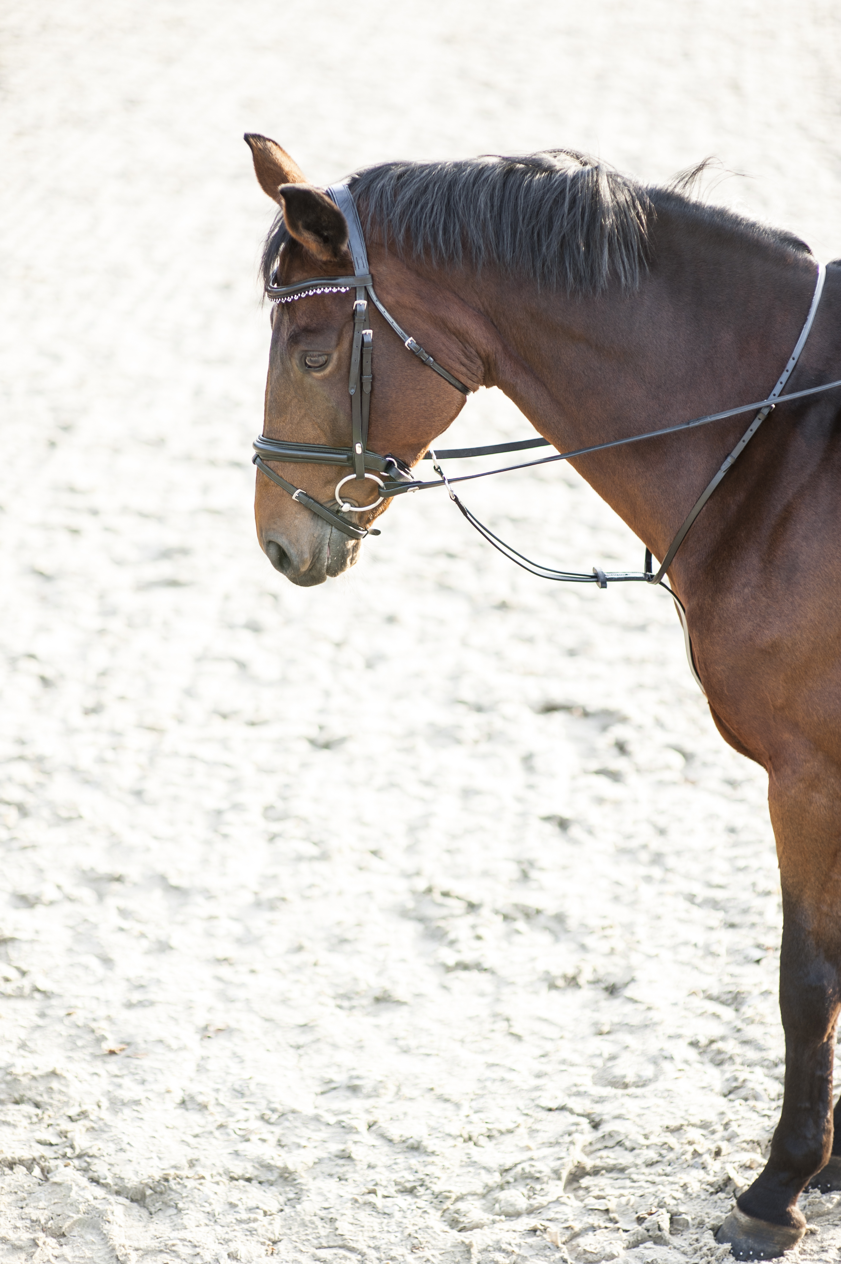 HorseGuard Martingale - Black - 3