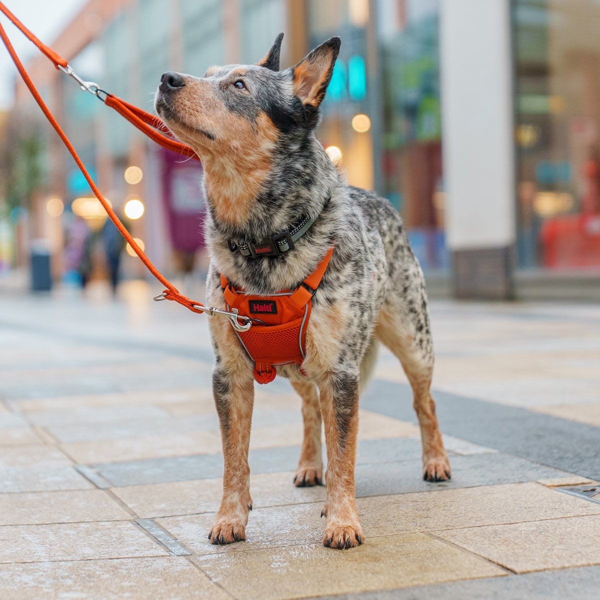Halti No Pull hundsele - Orange - 5