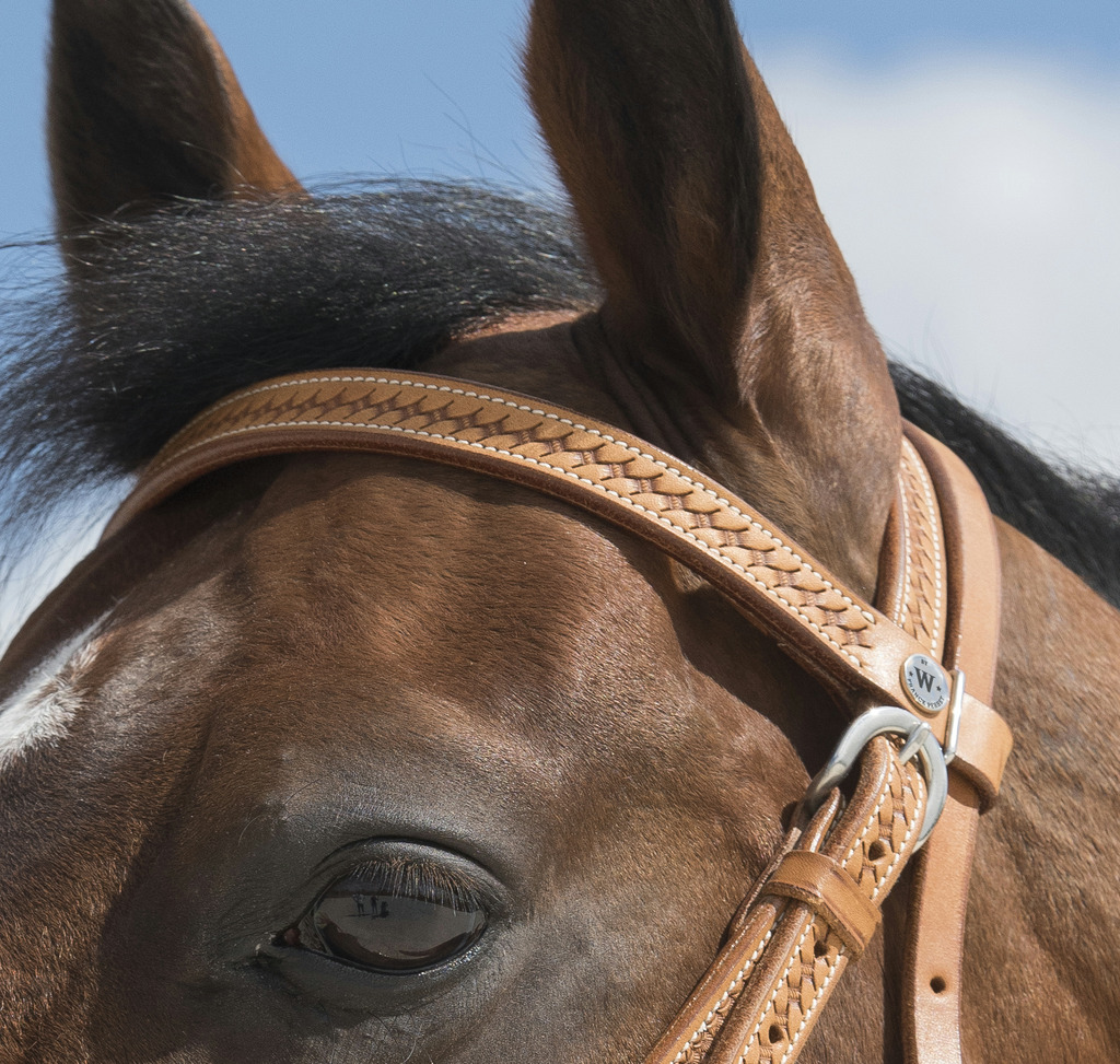 WESTRIDE Aurora Bridle By Franck Perret Chestnut - Full size - 3