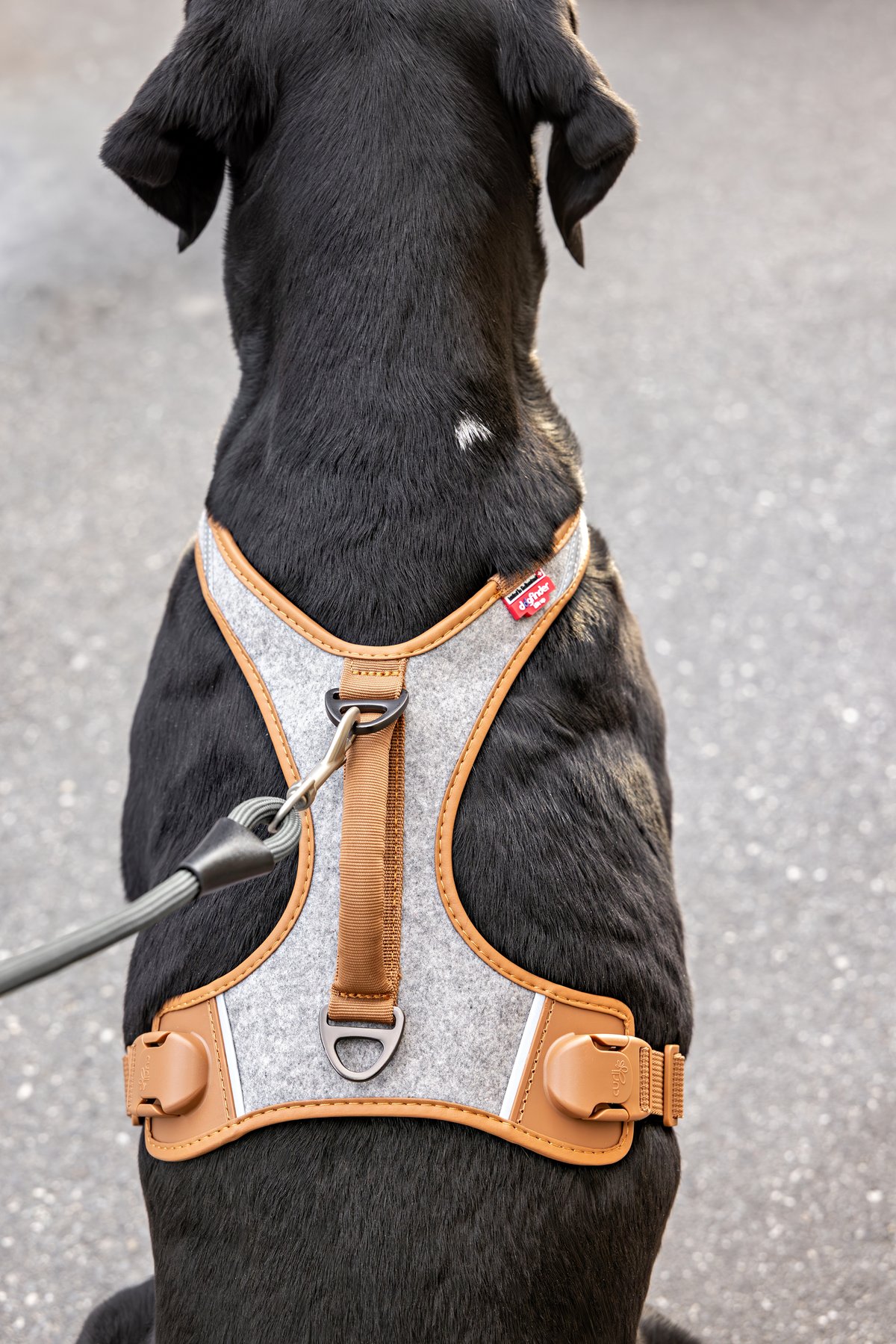 Curli Alpine Belka hundsele - Grey - 3