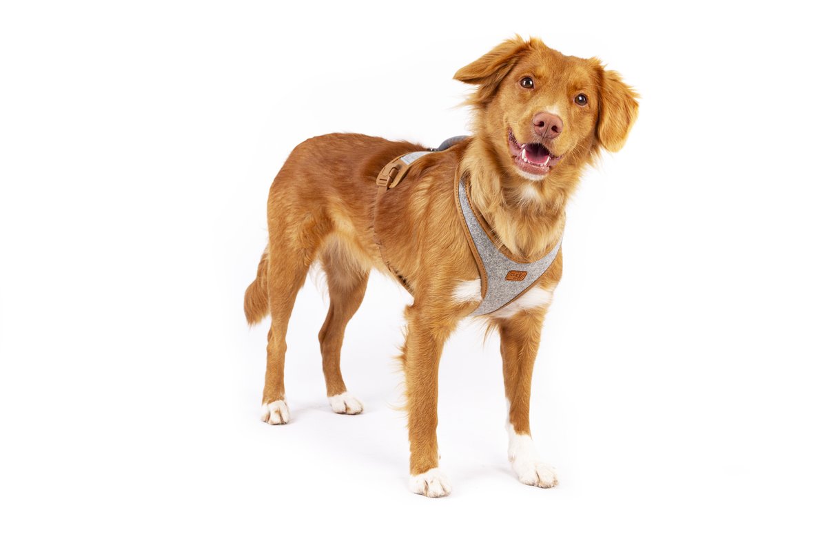 Curli Alpine Belka hundsele - Grey - 4