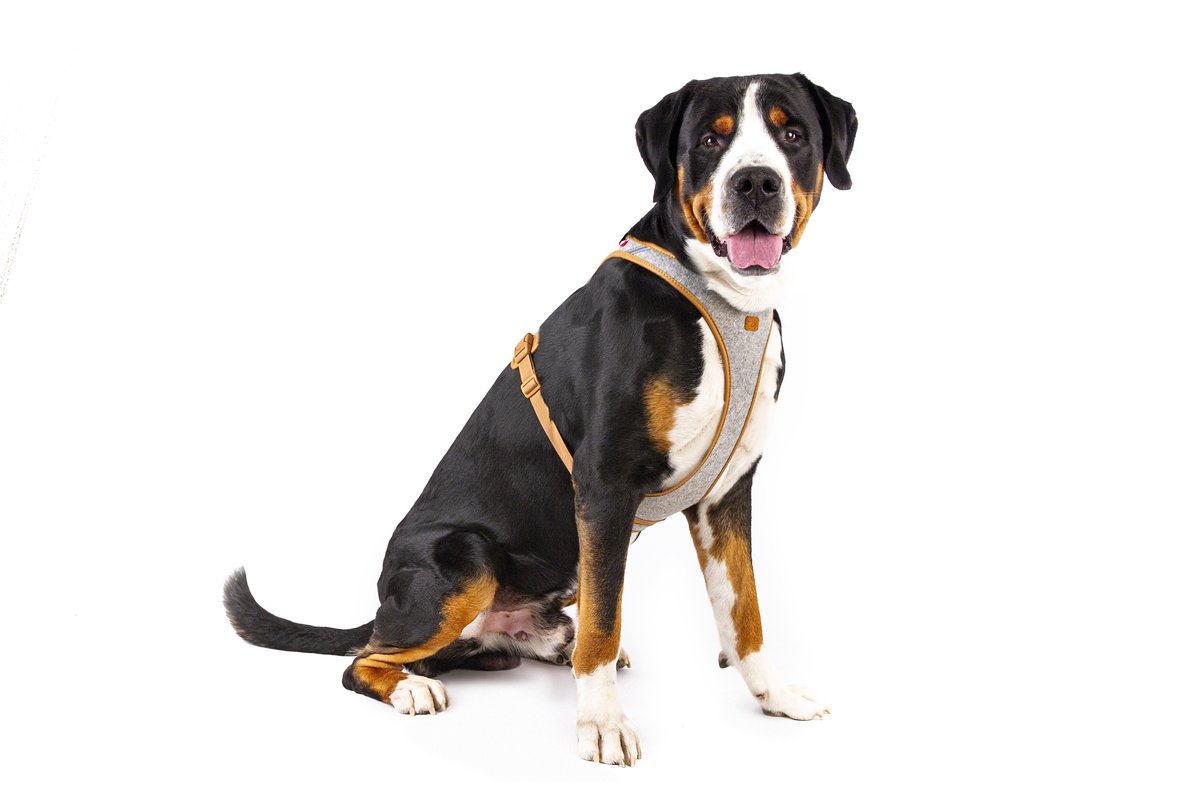 Curli Alpine Belka hundsele - Grey - 4