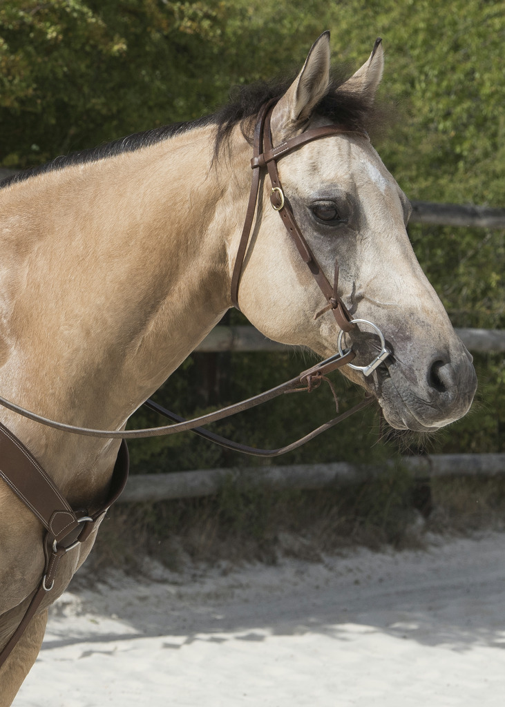 WESTRIDE Colorado By Franck Perret Träns Chocolate - Full size